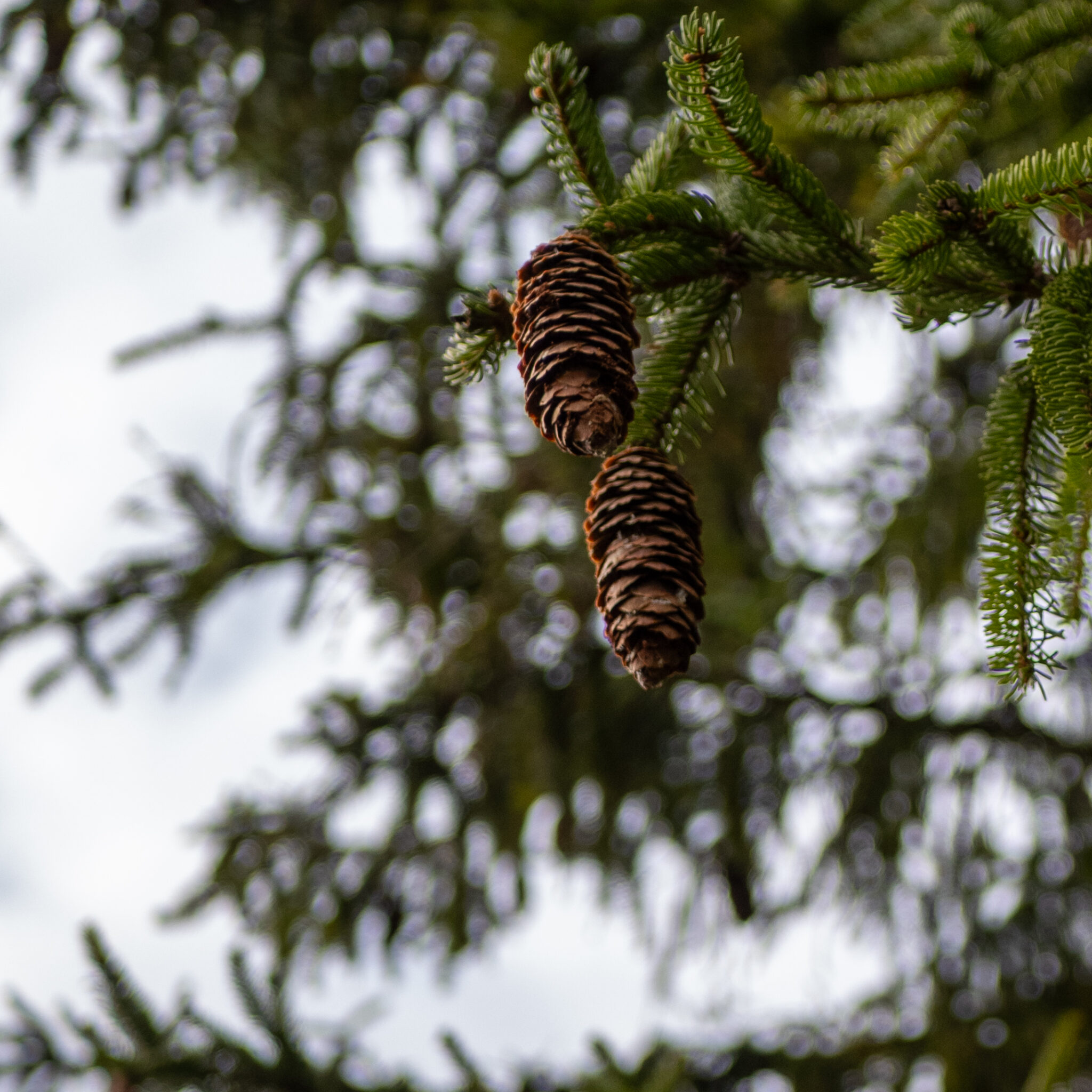 Kaks käbi rippuvad männioksal.
