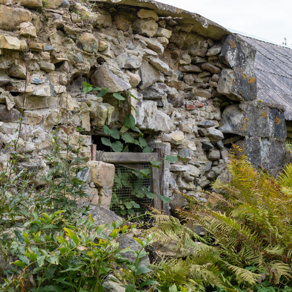 Vana kivisein, mille vahelt kasvavad taimed.