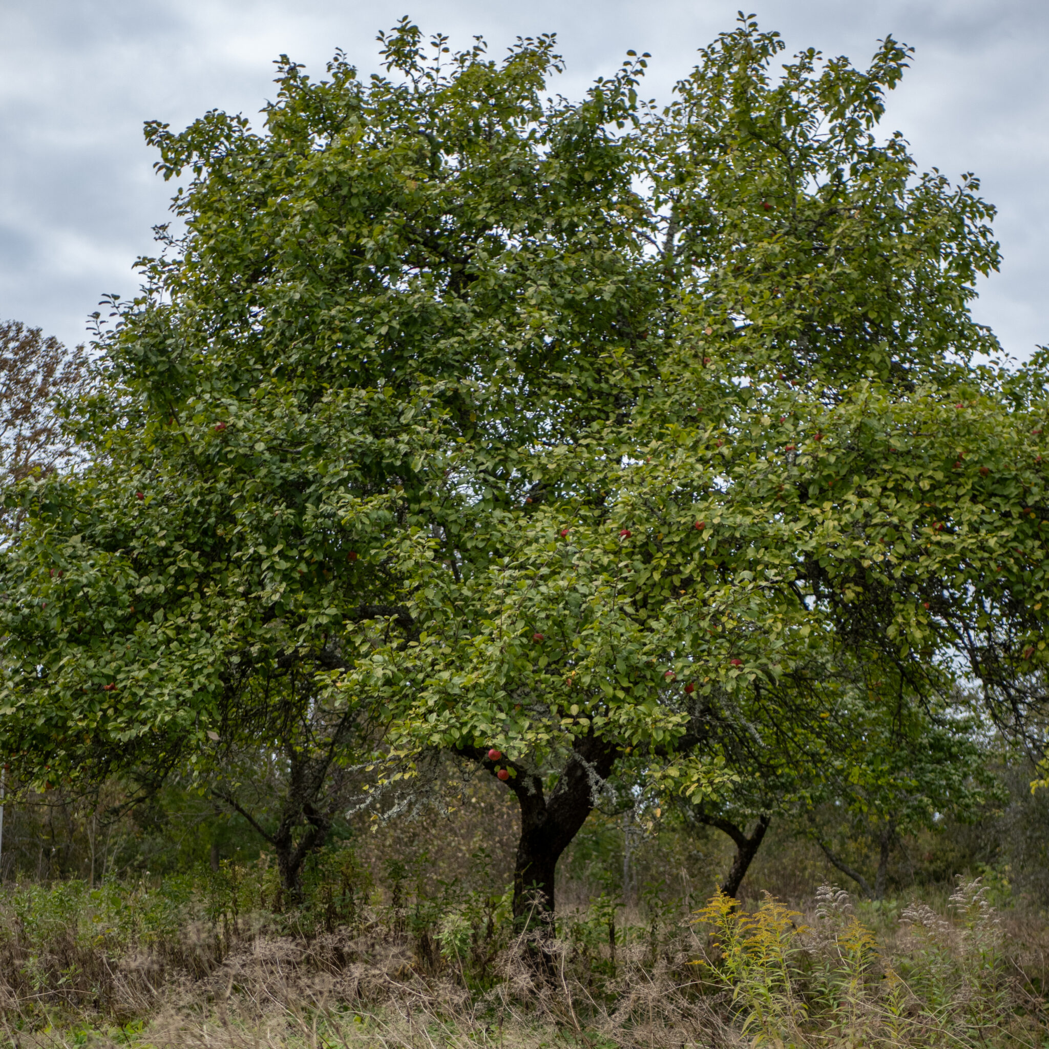 Suur õunapuu punaste viljadega põllul.