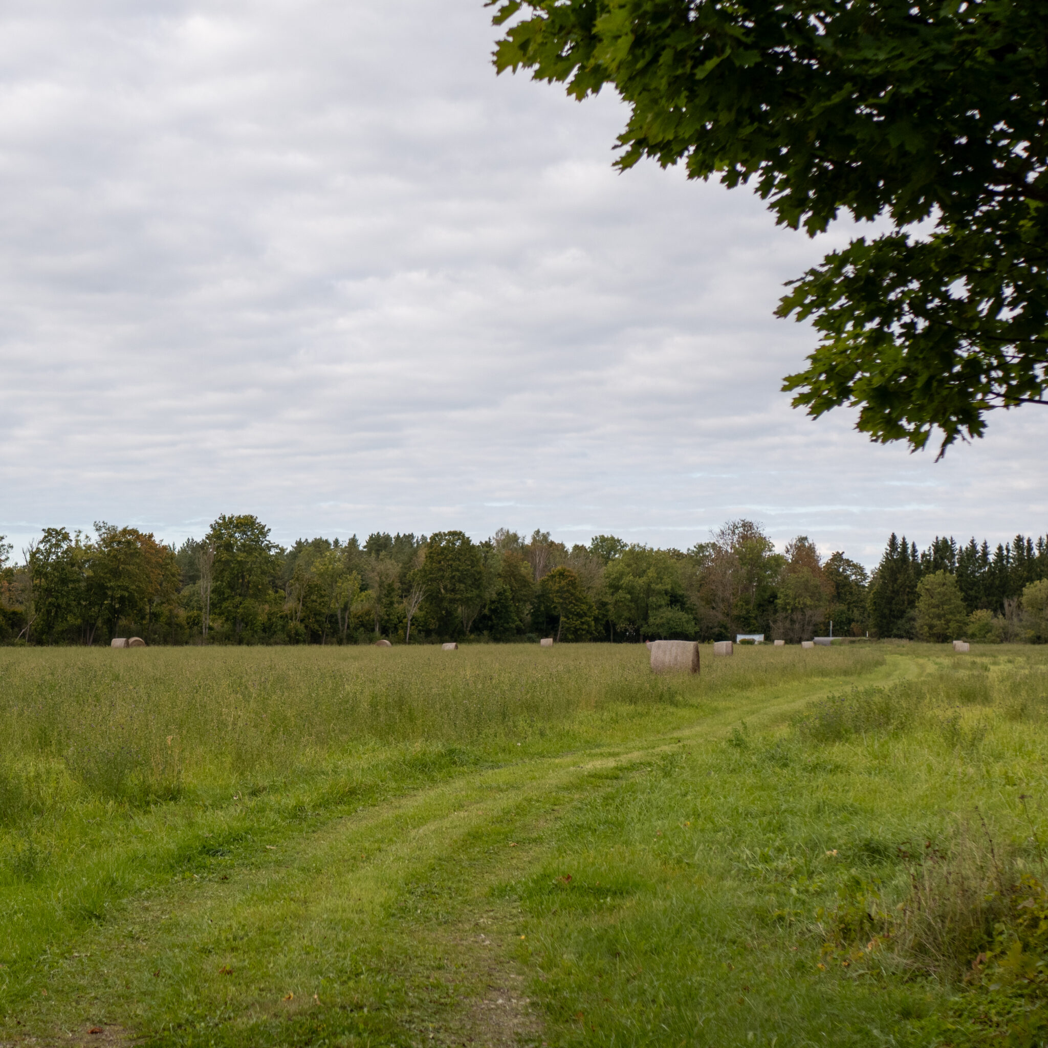 Rahulik maastik heinapallide, puude ja kruusatee vahel.