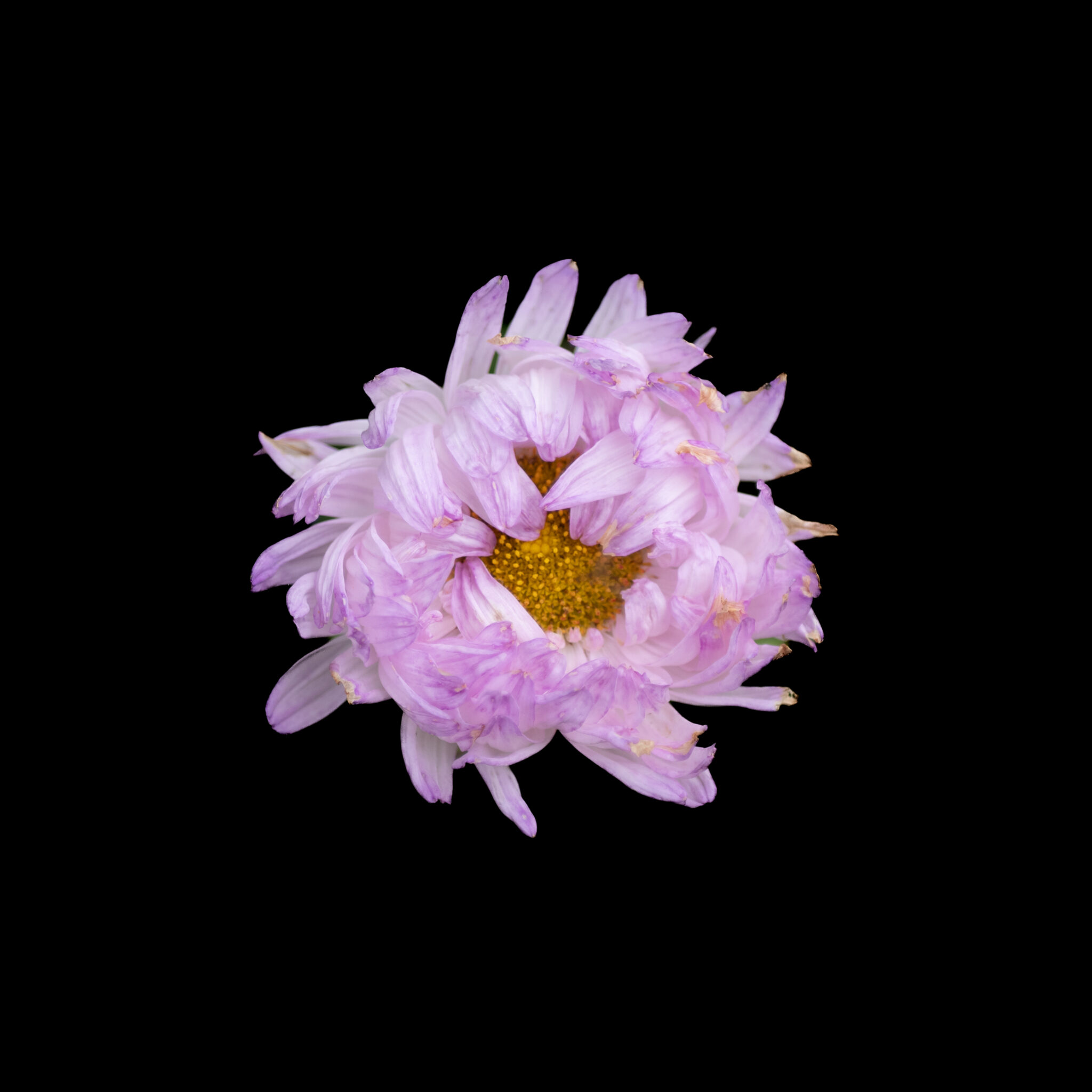 Õrn roosa karikakar mustal taustal.