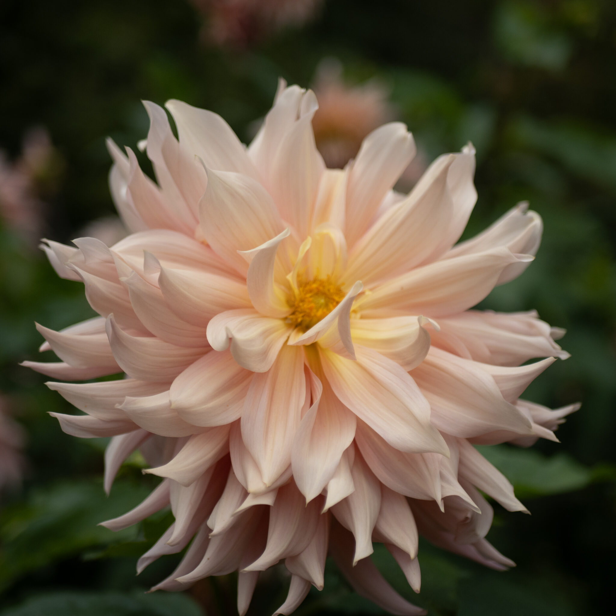 Hele roosa daalia täies õies.