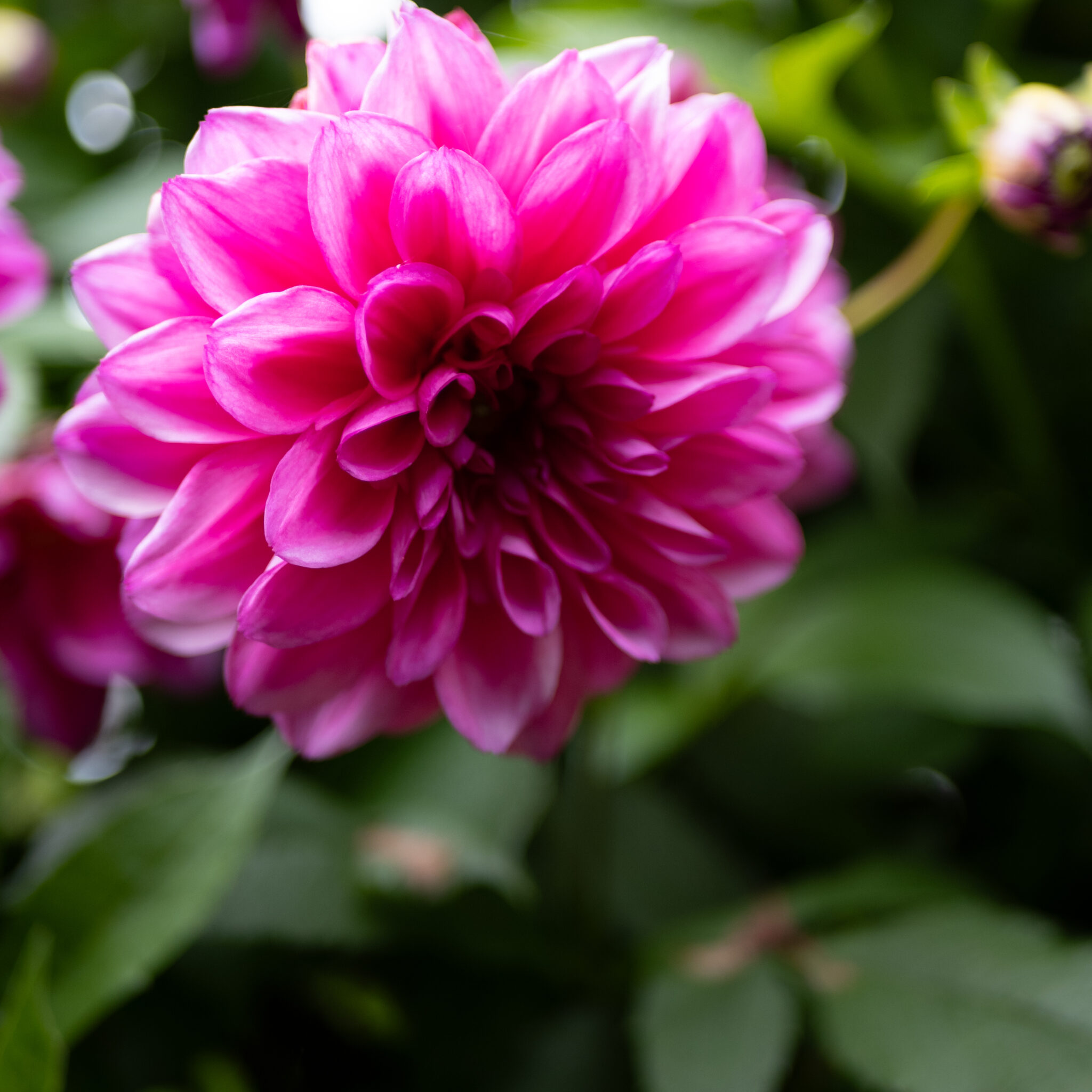 Ere roosa daalia õitseb aias.