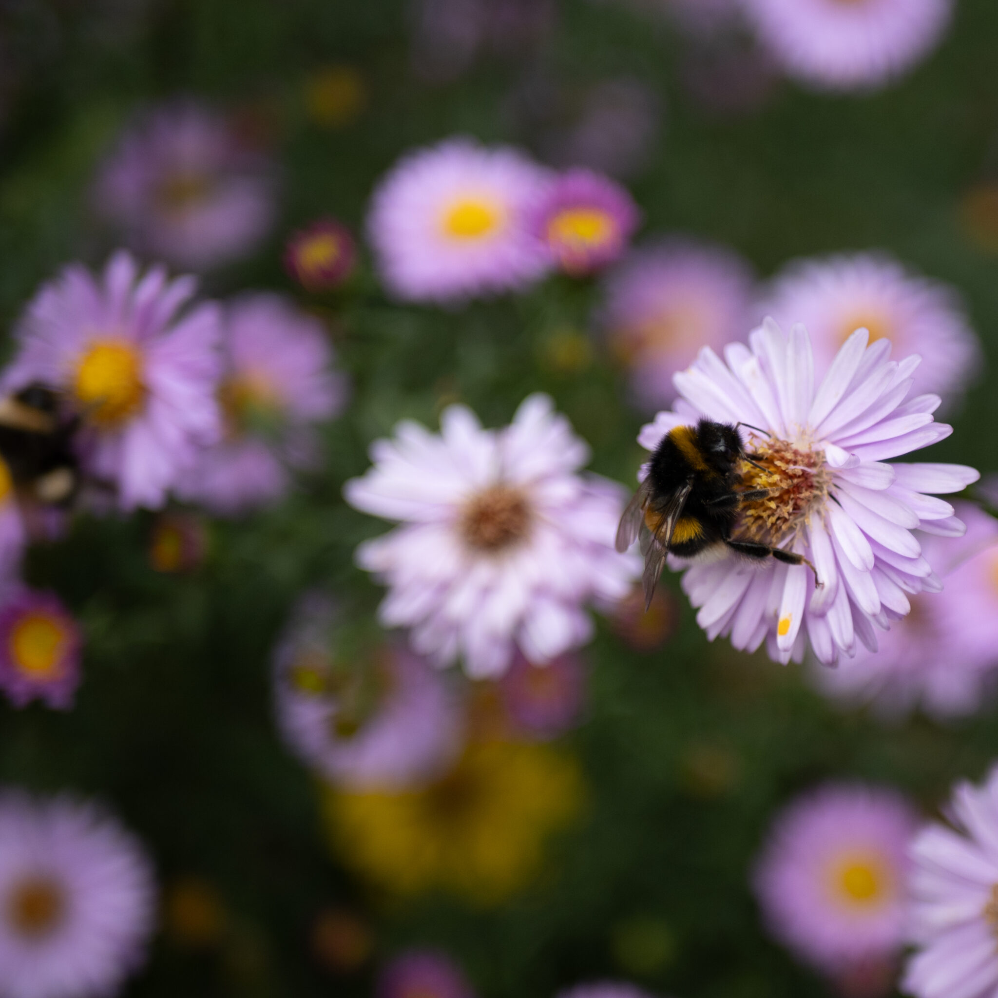 Kimalane lillal õiel.