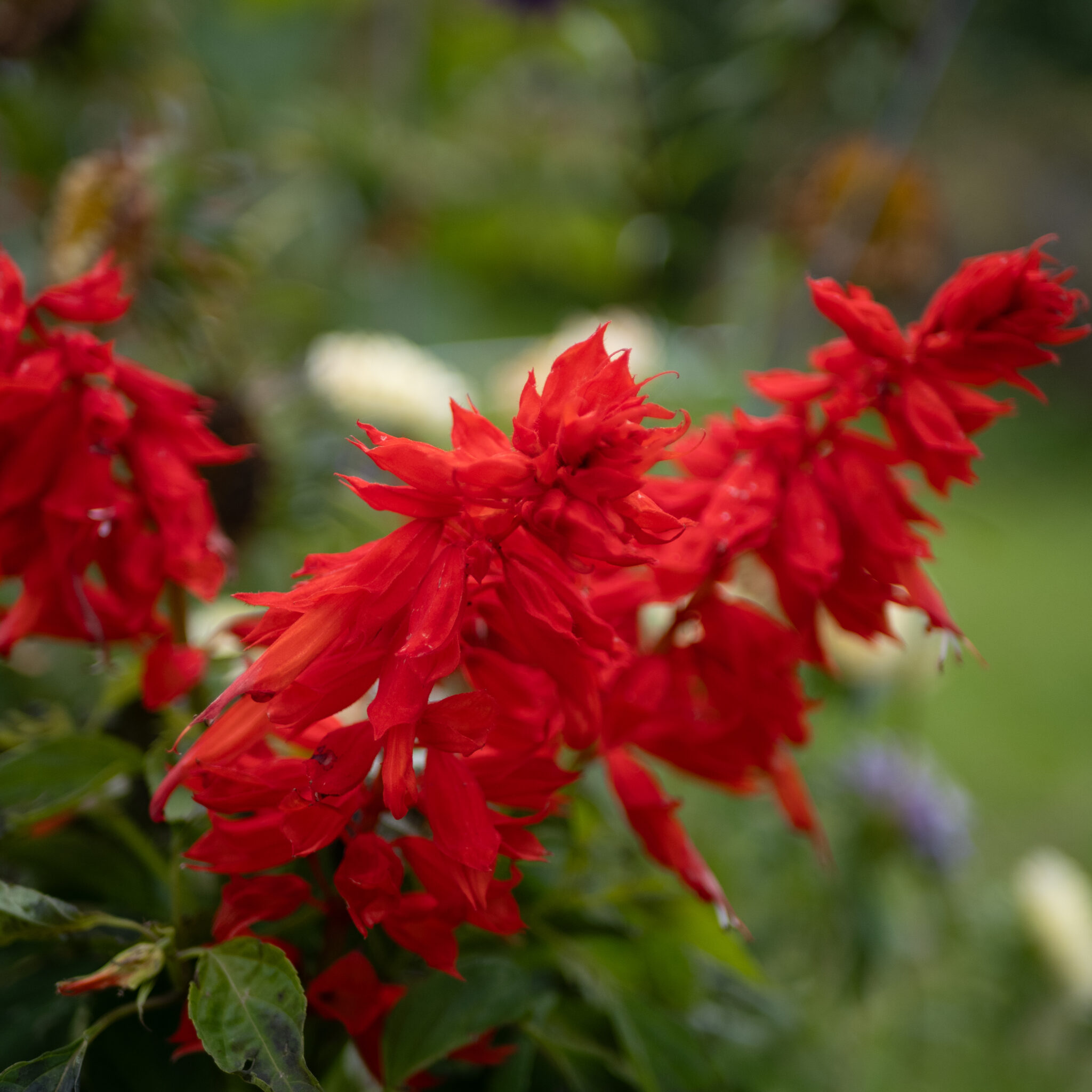 Punased salviaõied aias.