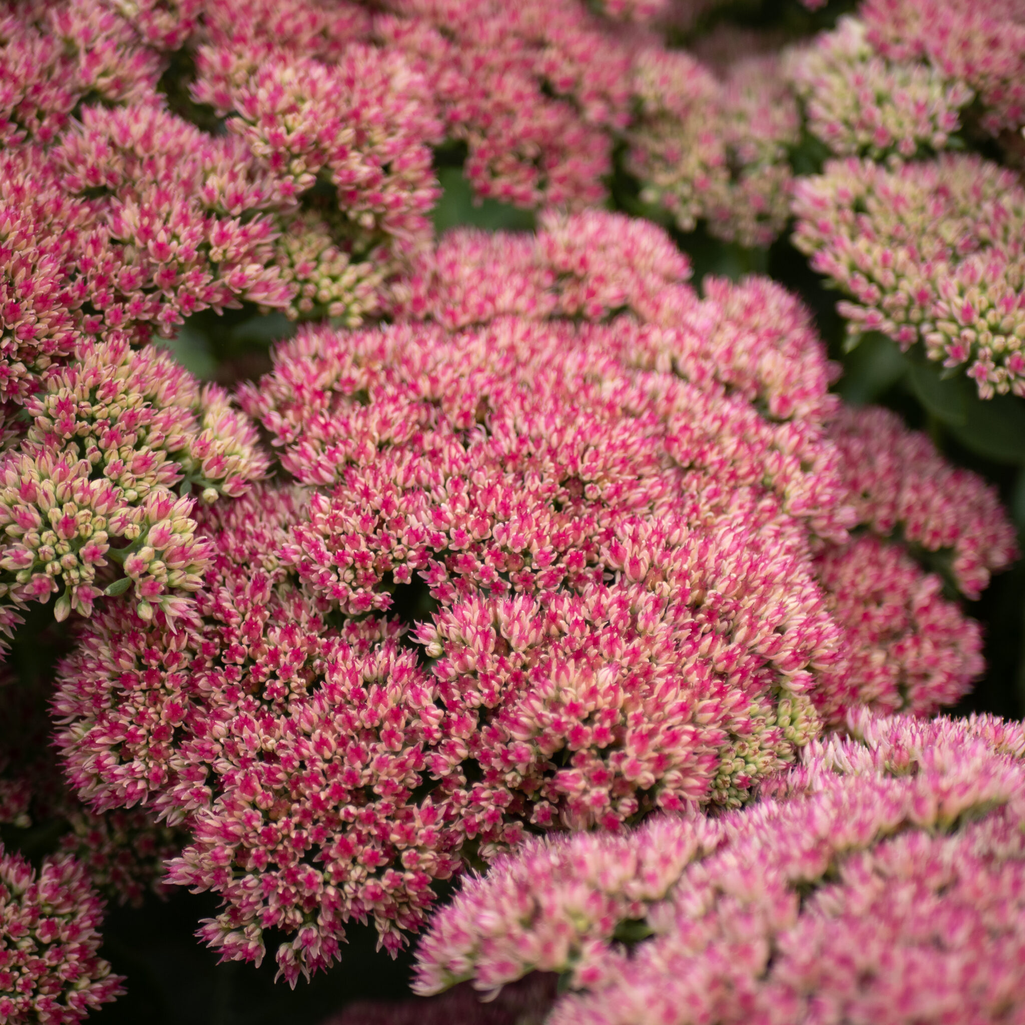 Roosad kukeharjaõied täies õies.