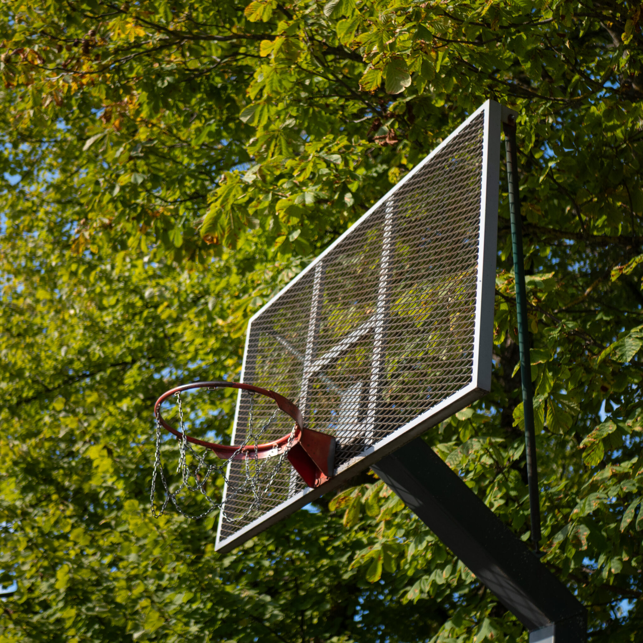 Korvpallirõngas rohelise lehestiku taustal.