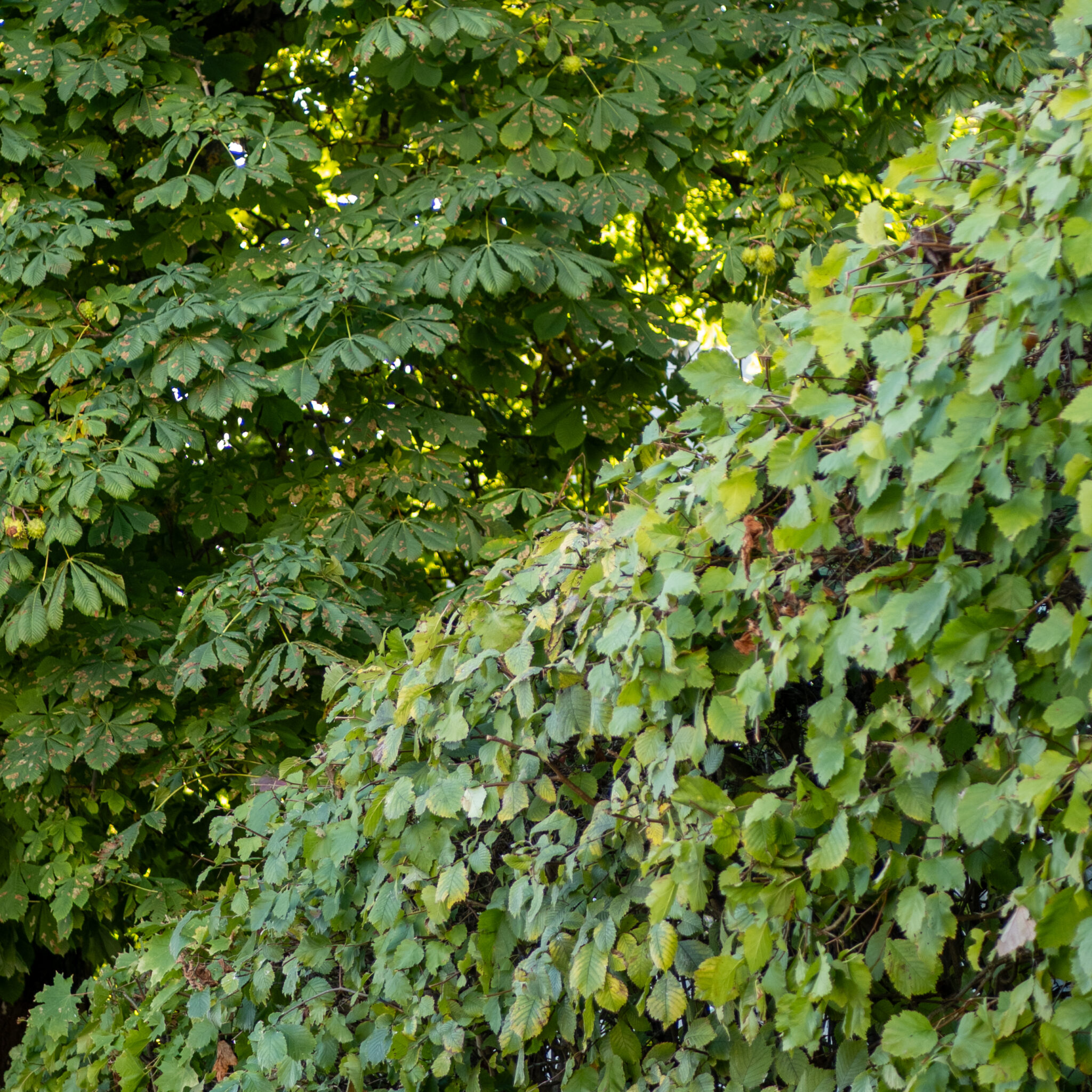 Tihe roheline puu pruunikate laikudega lehtedel.