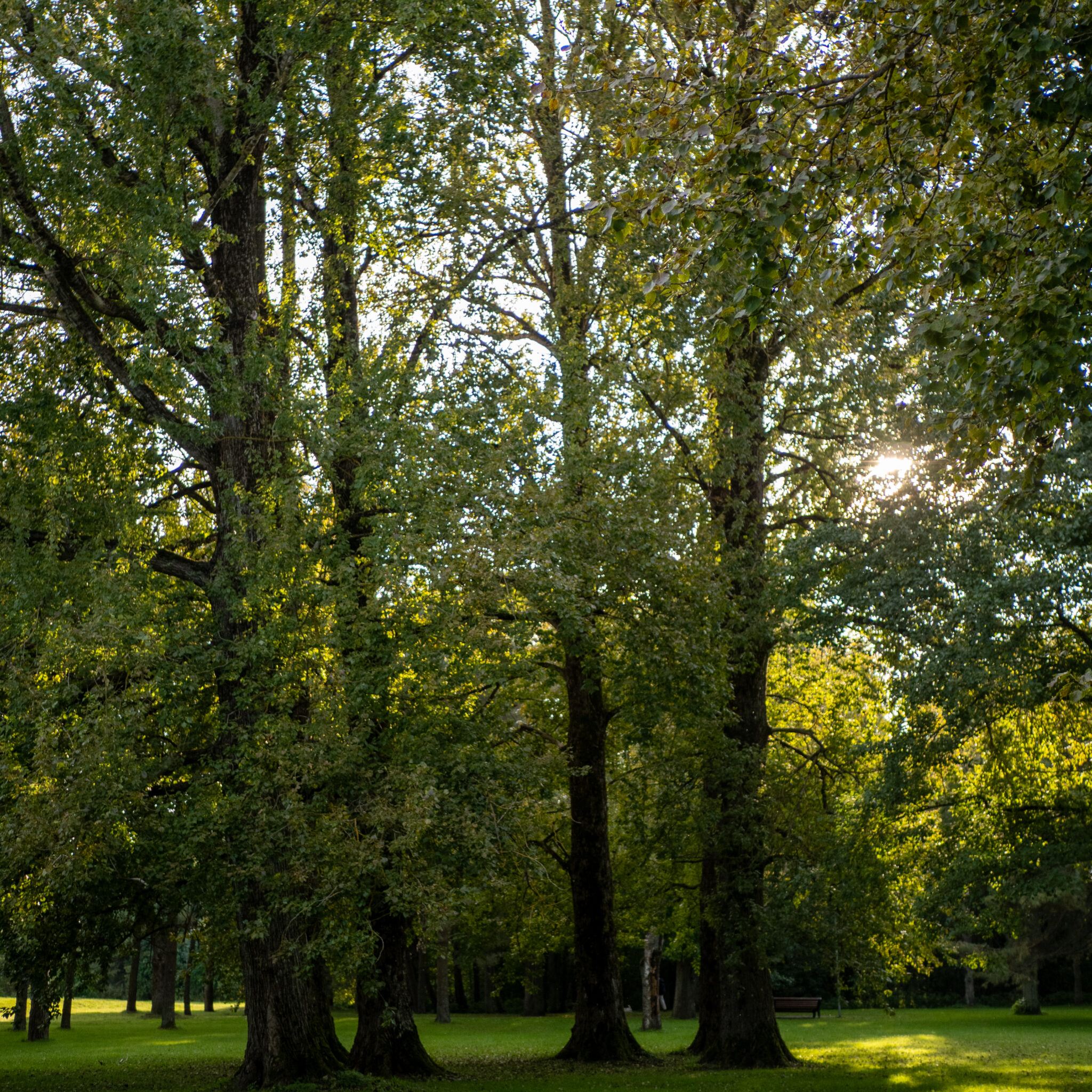Päikesevalgus filtreerub läbi kõrgete puude pargis.