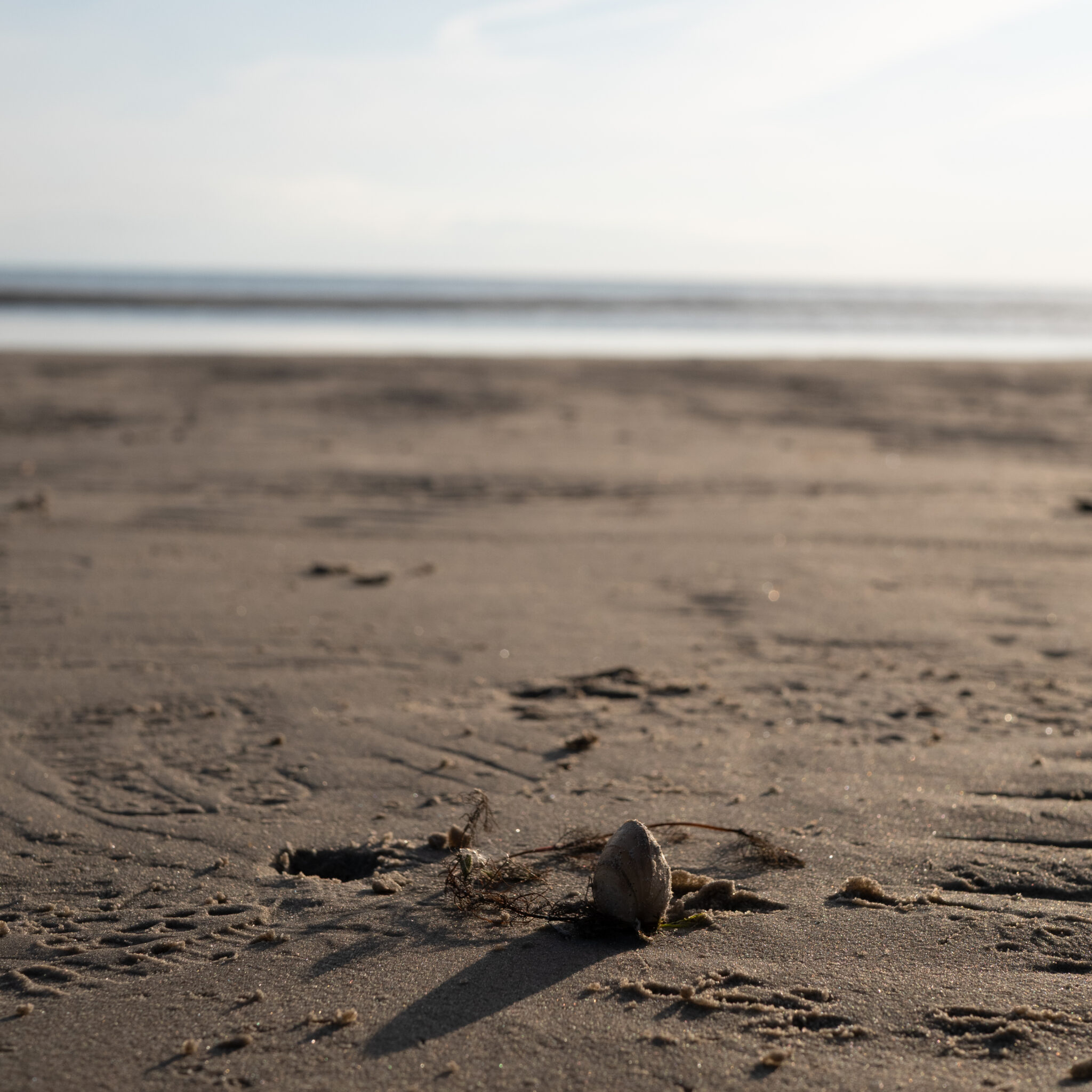 Üksik karp rannal, taustal meri.