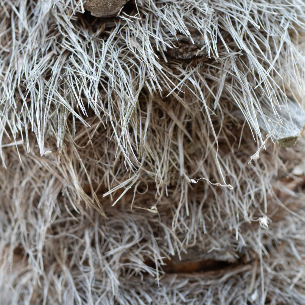 Männiokkad lähivaates, näha nende peen tekstuur ja värv.