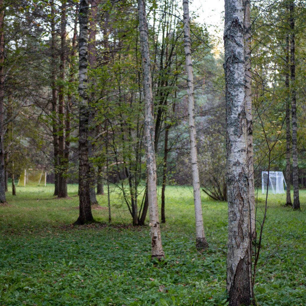 Rahulik metsavaade kõrgete kaskede ja rohelise rohuga.