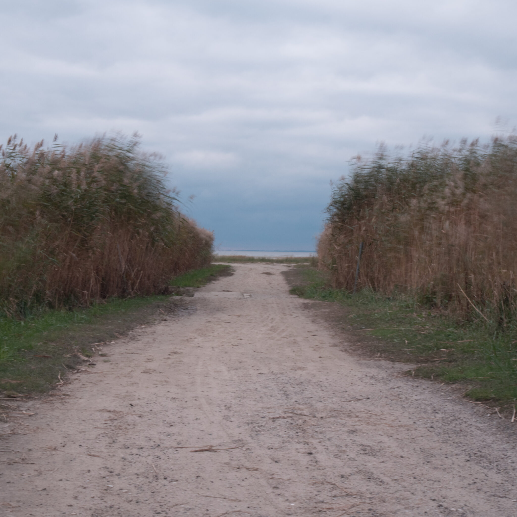 Kruusatee viib rannani, ümbritsetud kõrgest rohust.