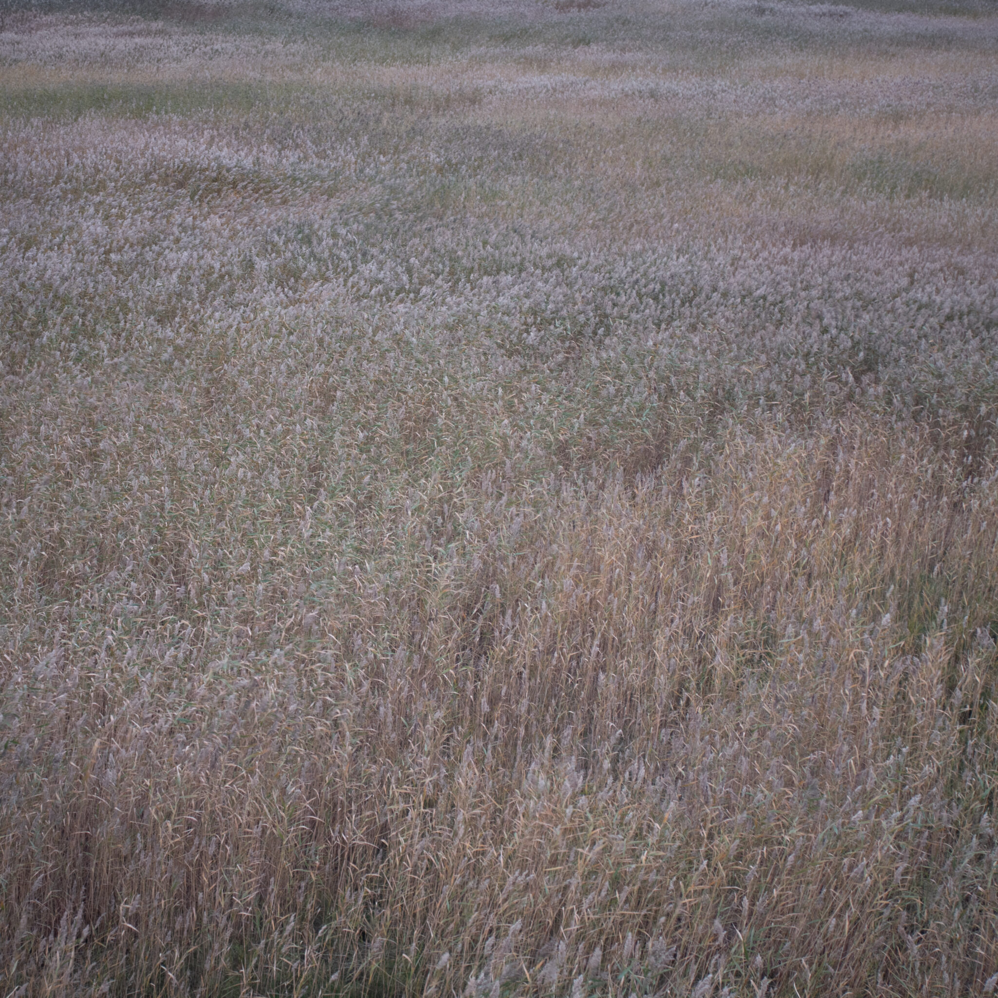 Lai kuivade kõrgete rohttaimede väli tuules kõikumas.