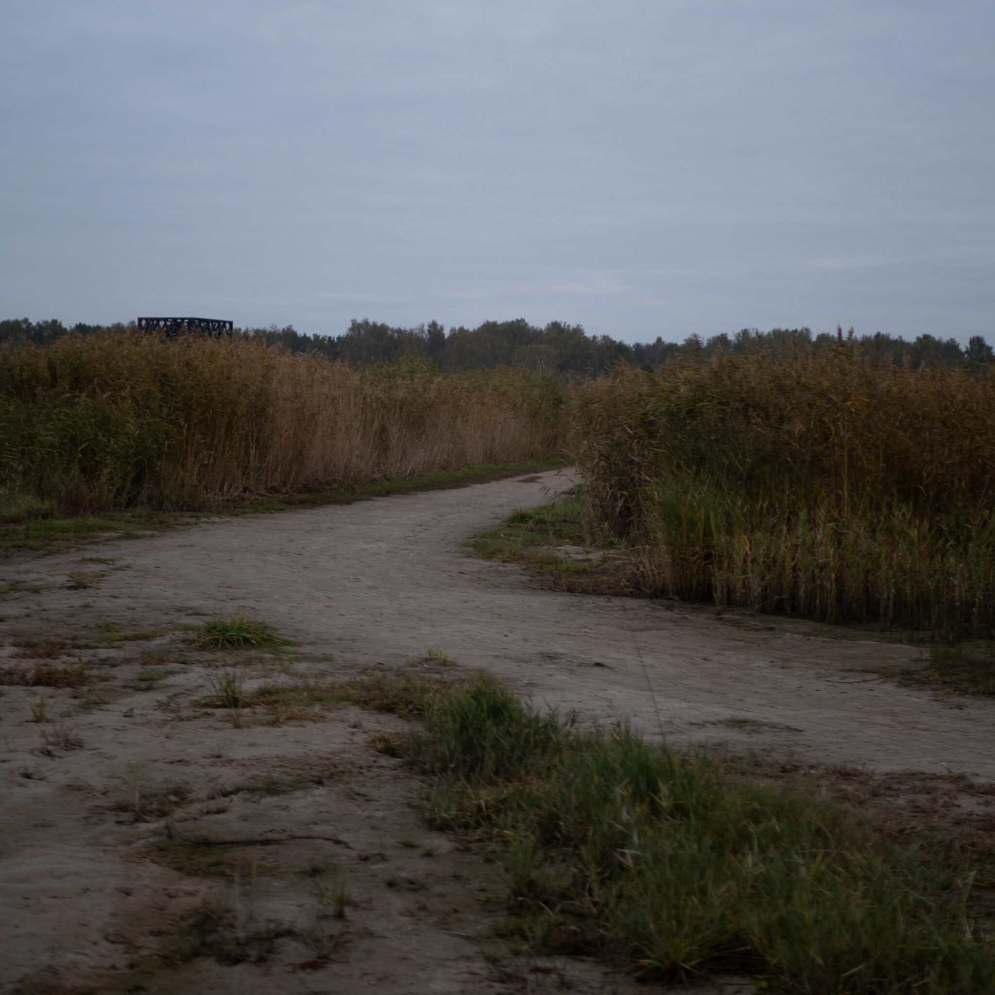 Kruusatee läbi sooala pilliroo vahel.