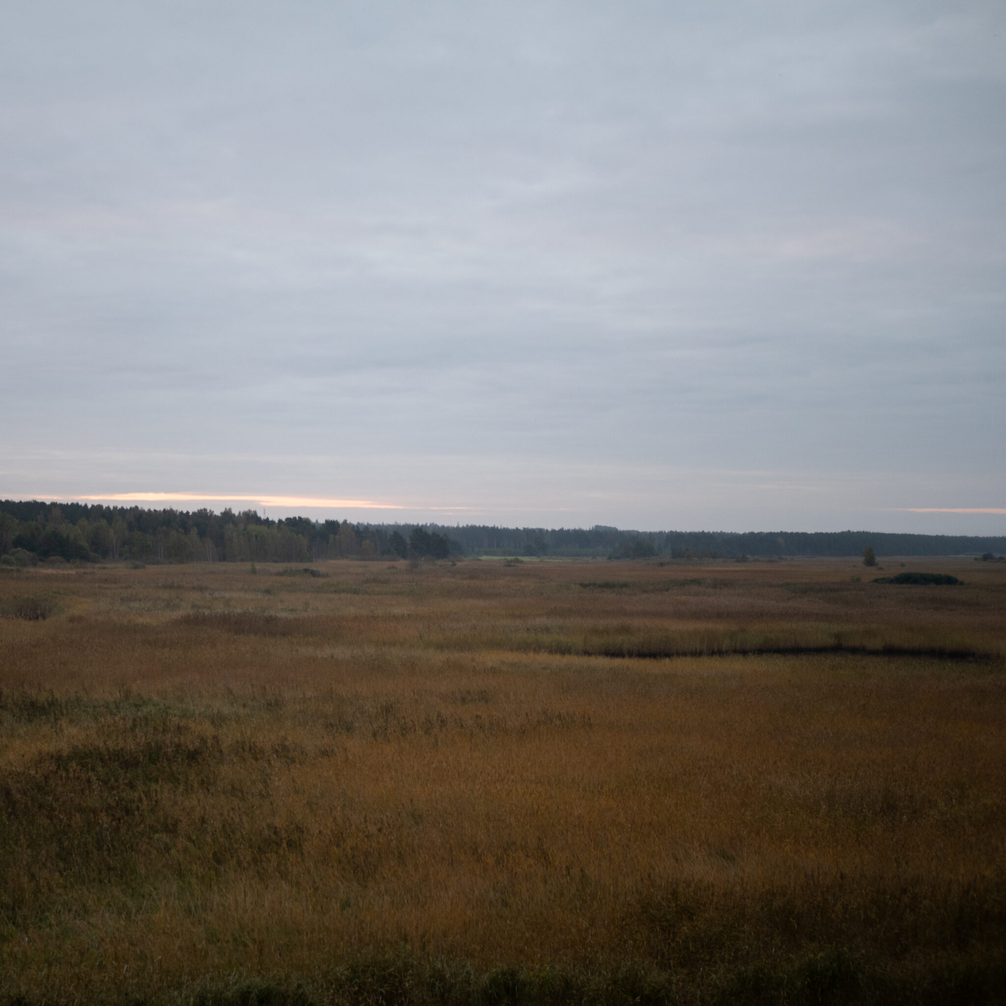 Kuldne põld ulatub metsaäärse horisondini pilvise taeva all.