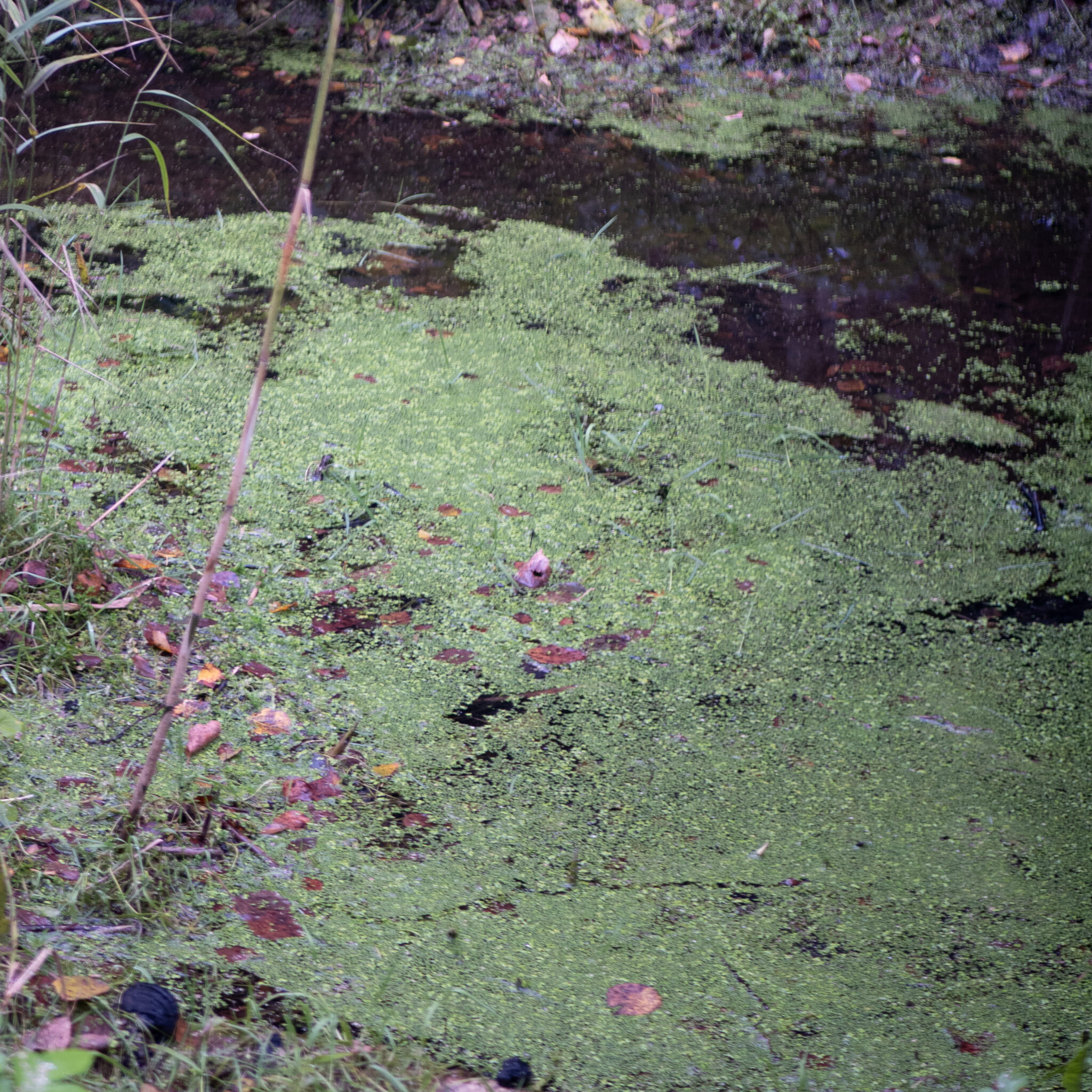 Tiirohtudega ja lehtedega kaetud tiik.