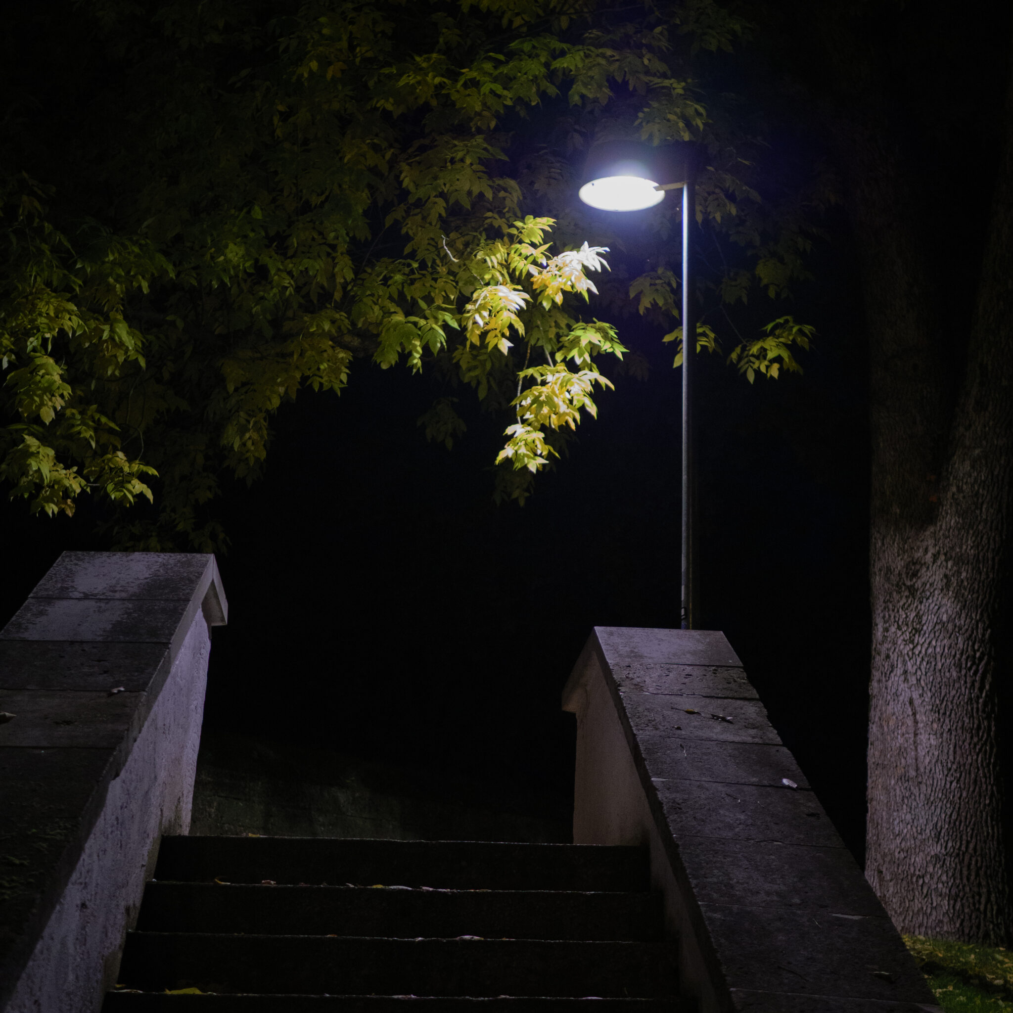 Tänavavalgusti valgustab öösel puud ja selle lehti.