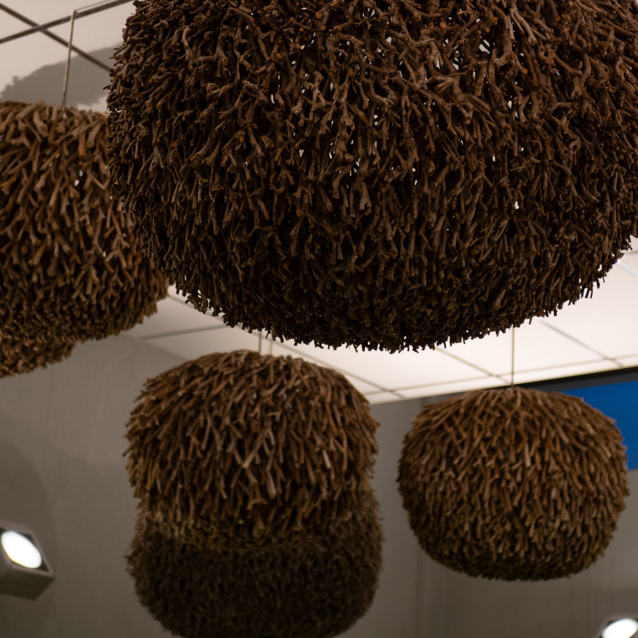 Suured pruunid kerakujulised oksastruktuurid rippuvad laest.