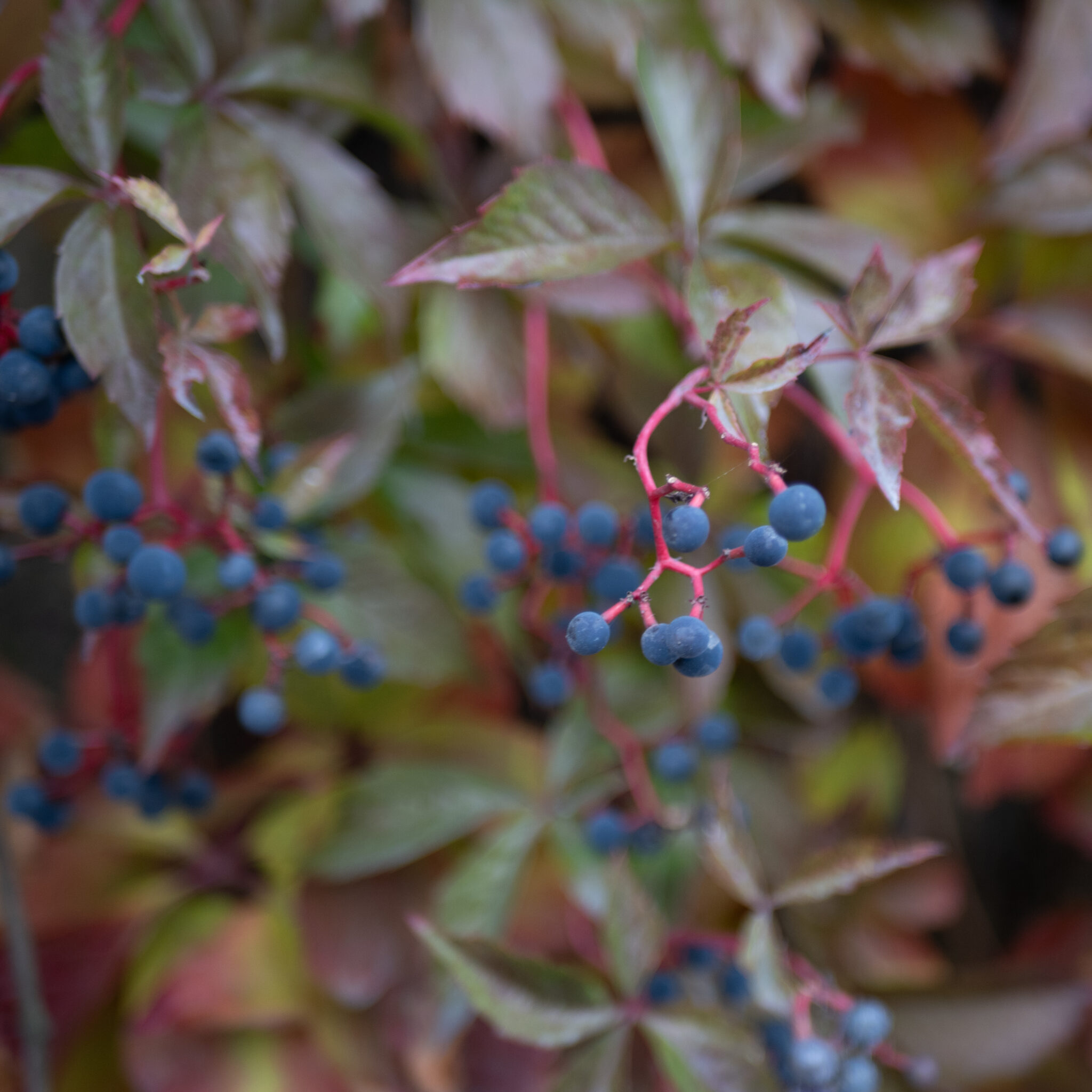 Sinised marjad viinapuul sügislehtede vahel.