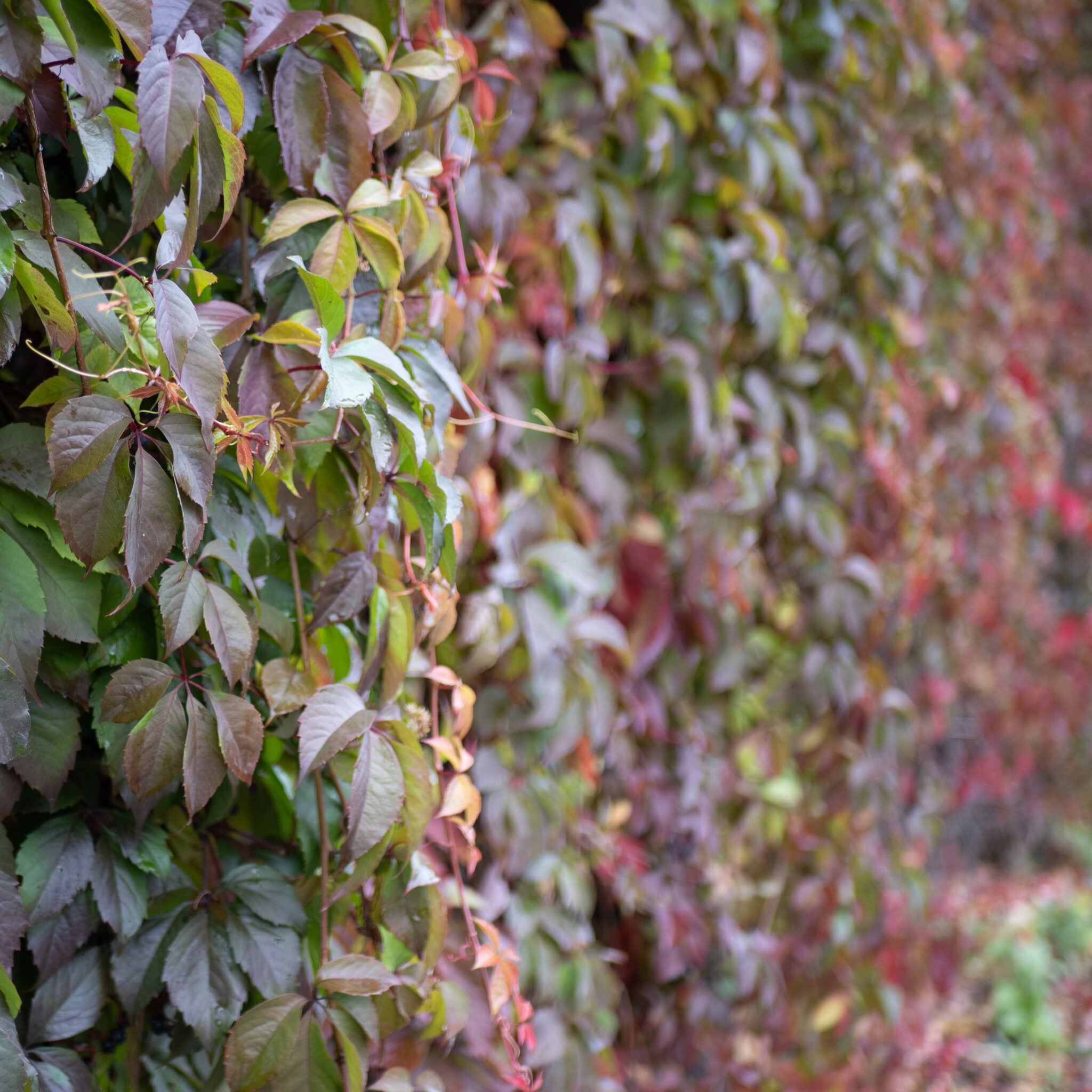 Ronitaimedega kaetud sein, mis muutub rohelisest punaseks.