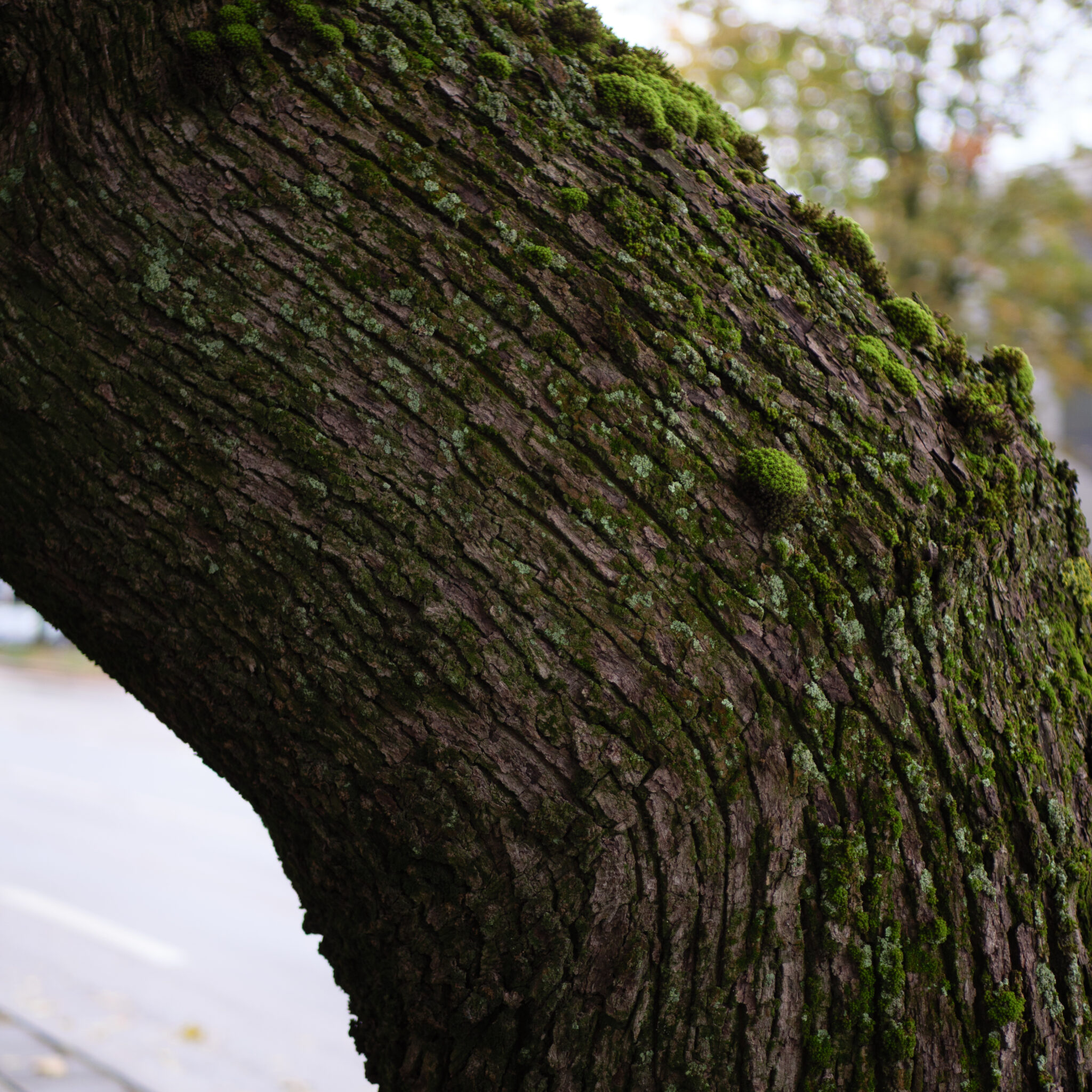Sammalde ja samblikega kaetud puutüvi.