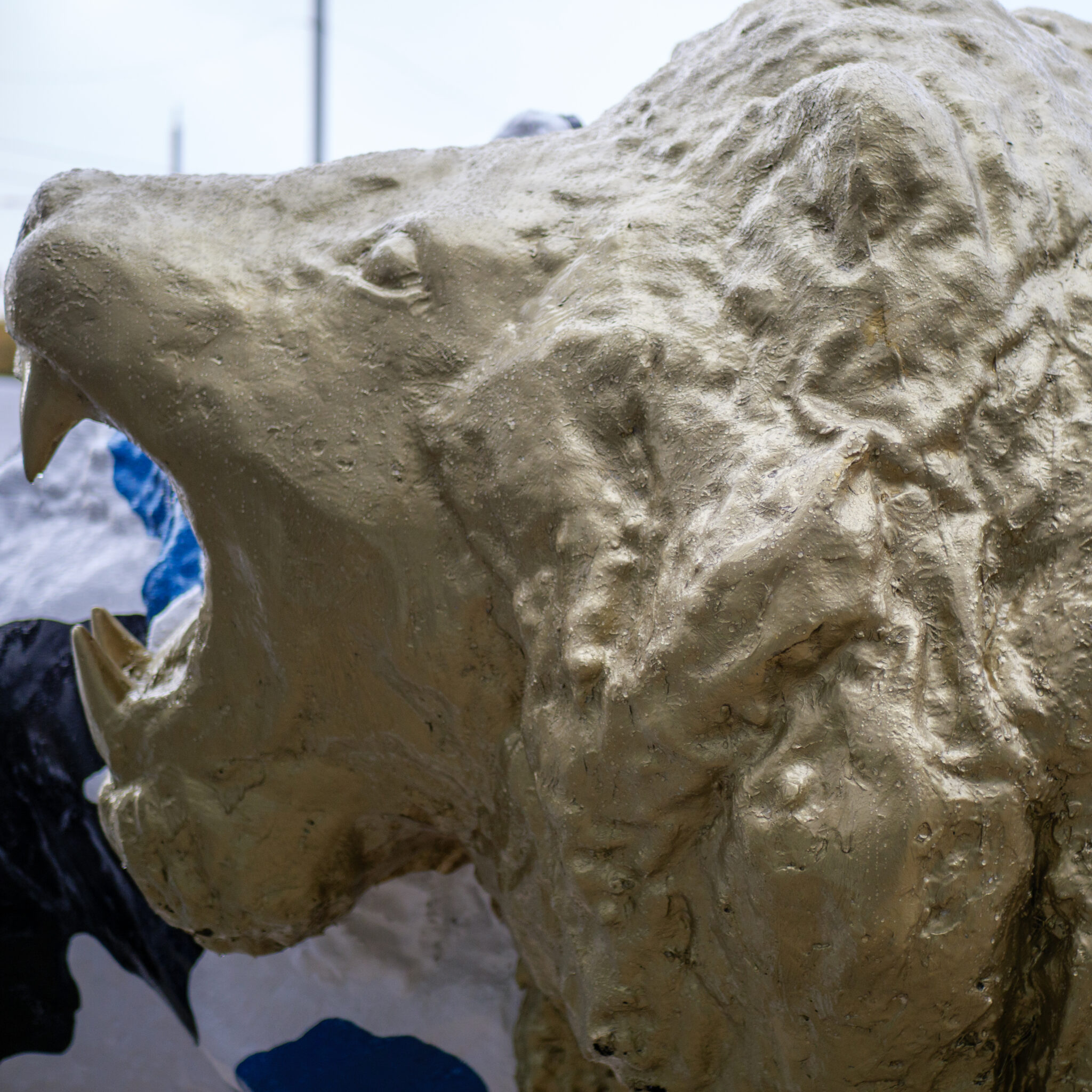 Kuldne karukuju raevuka ilmega.