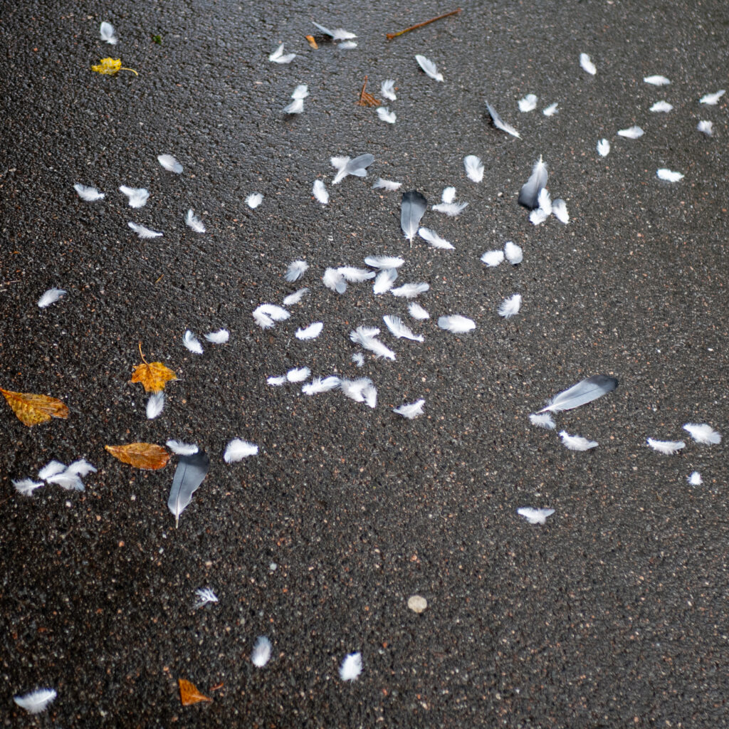 Suled ja lehed maapinnal.