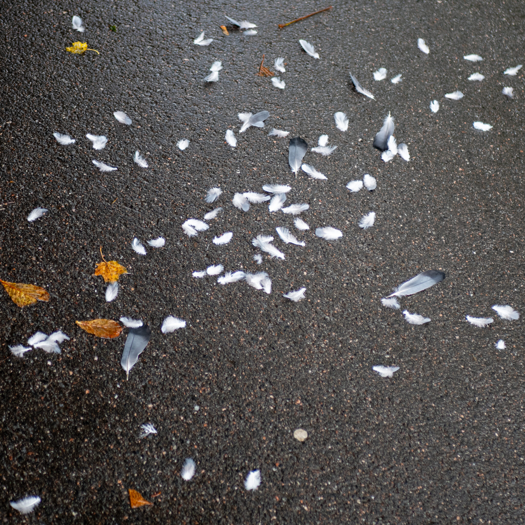 Suled ja lehed maapinnal.