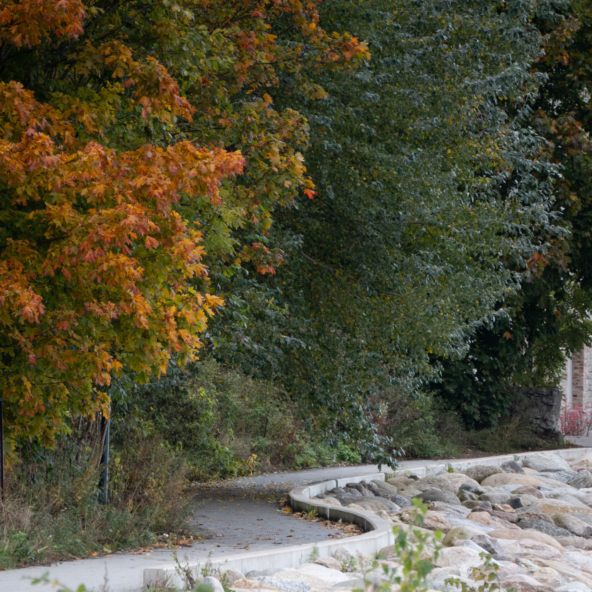 Sügislehed puudel lookleva tee ääres.