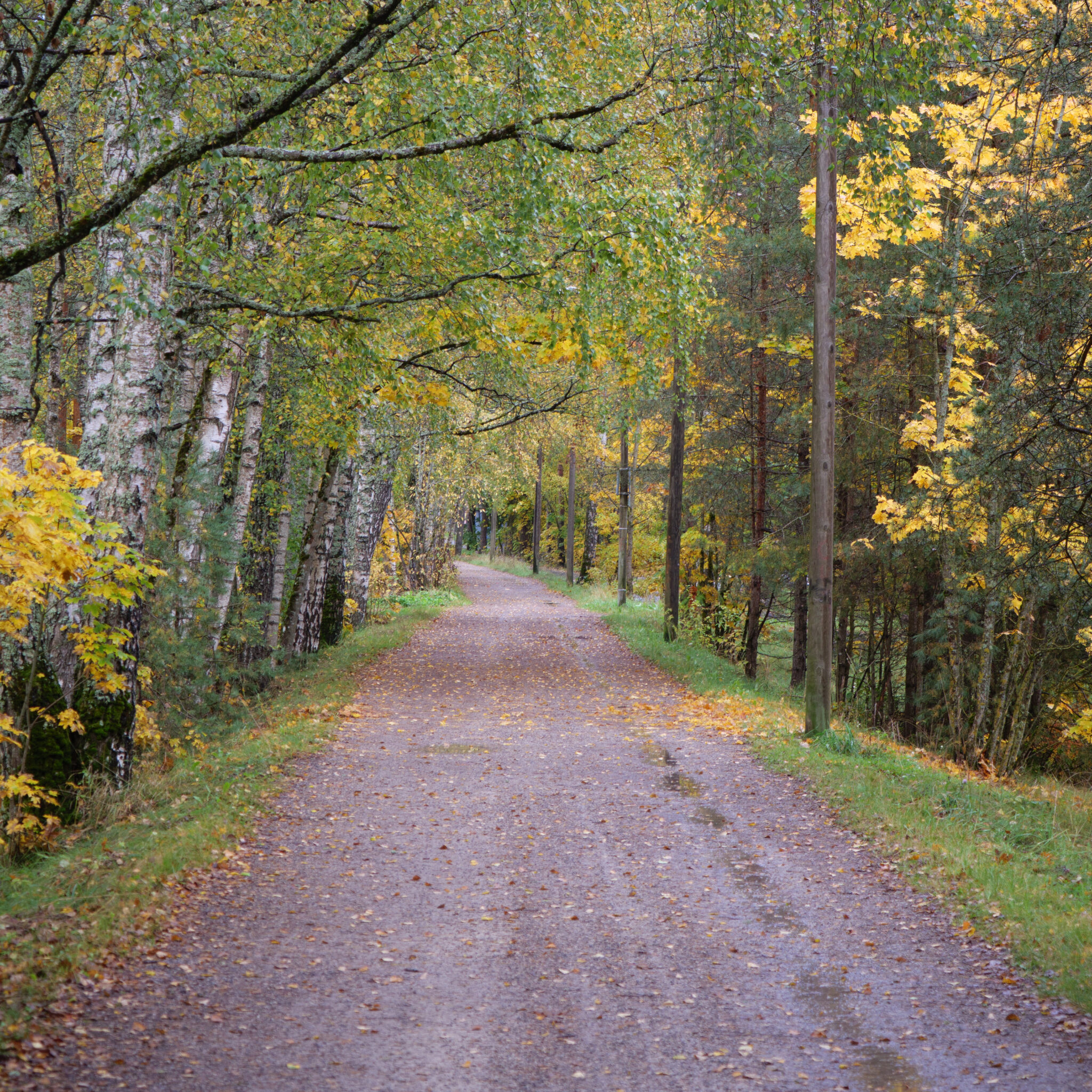 Rahulik sügisene metsatee langenud lehtedega.