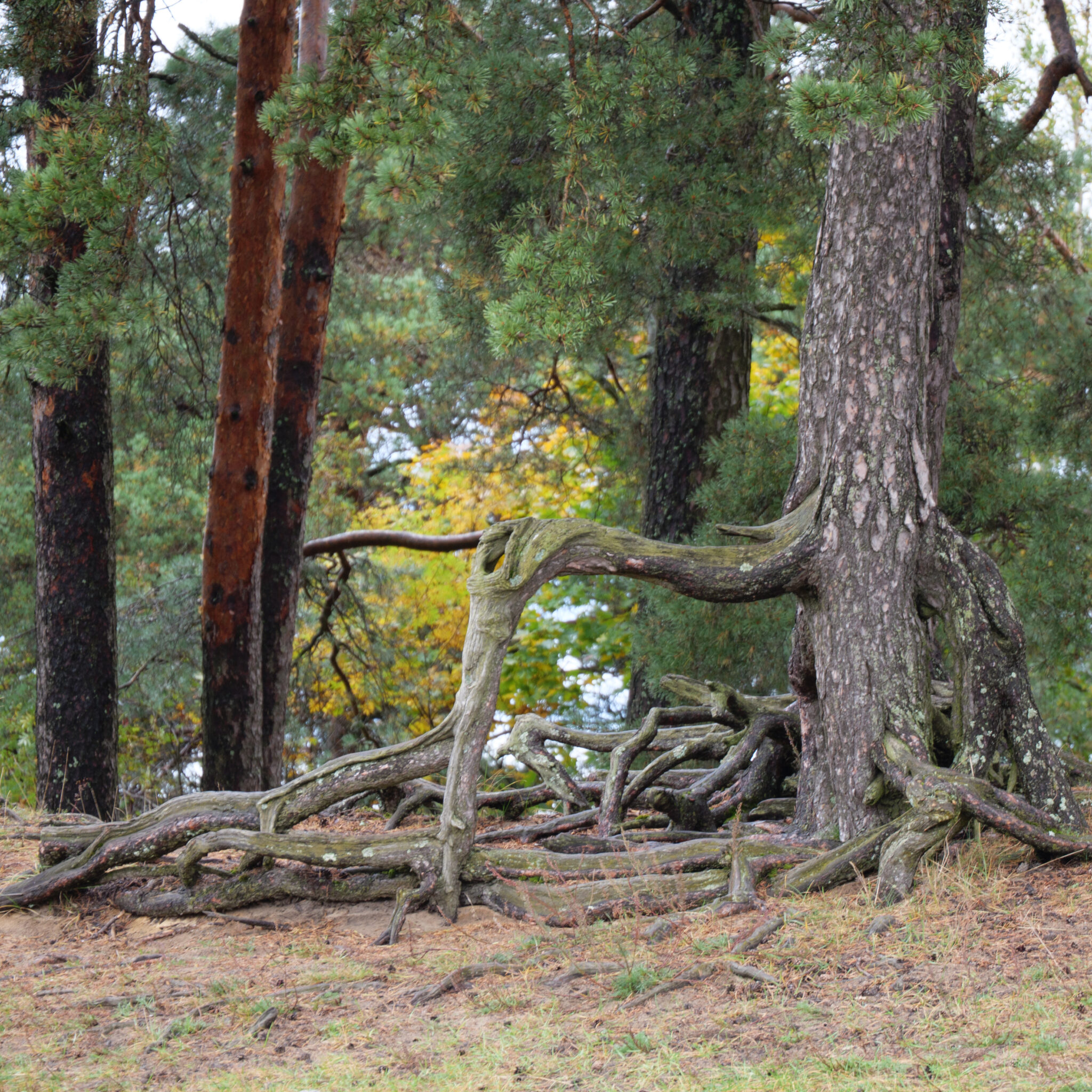 Keerdunud juurtega looklev mänd metsas.