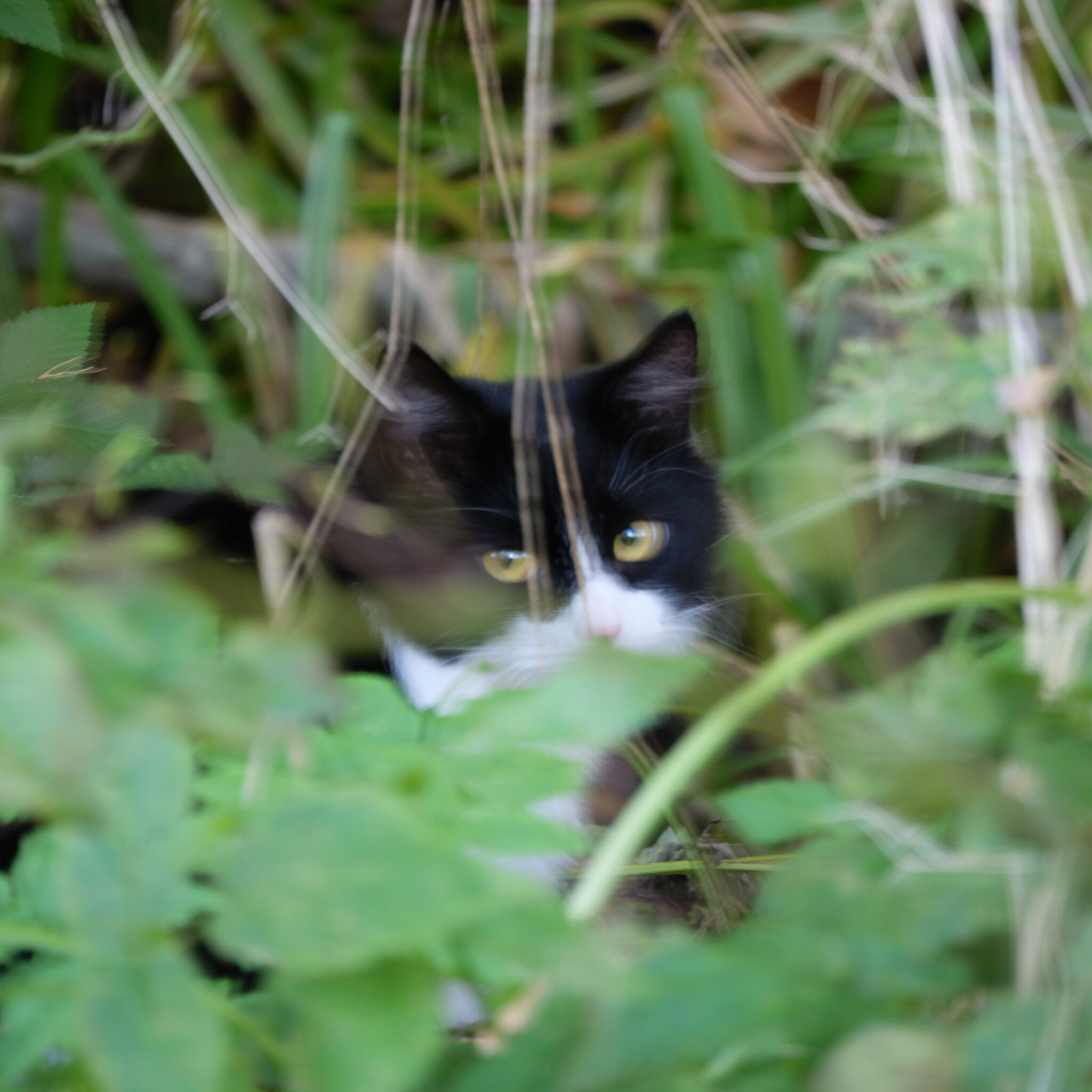 Mustvalge kass peidab end lopsakas rohelises metsas.