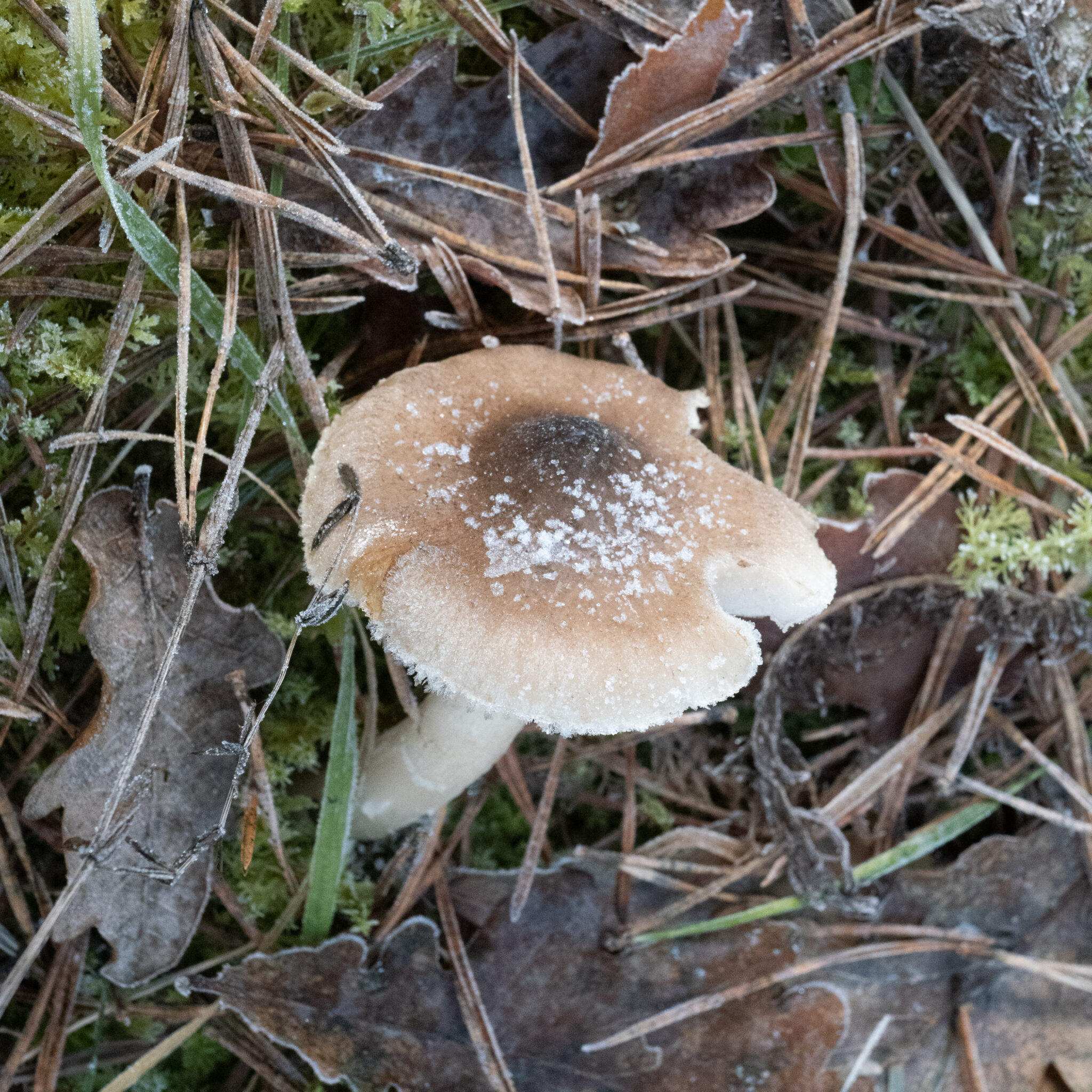 Härmatisega kaetud seen metsapinnal.