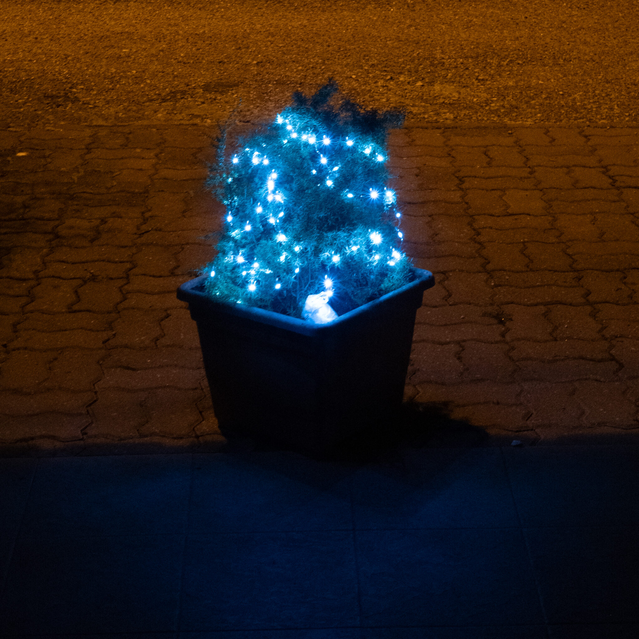 Pidulik siniste tuledega puu istutuskastis munakivisillutise kõrval.