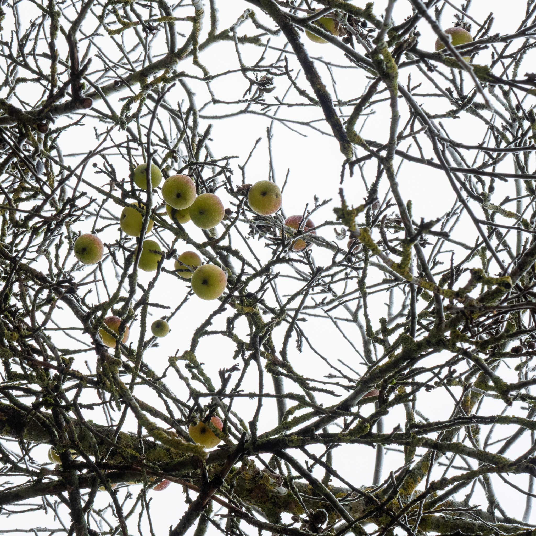 Härmatises õunapuuoksad viljadega.