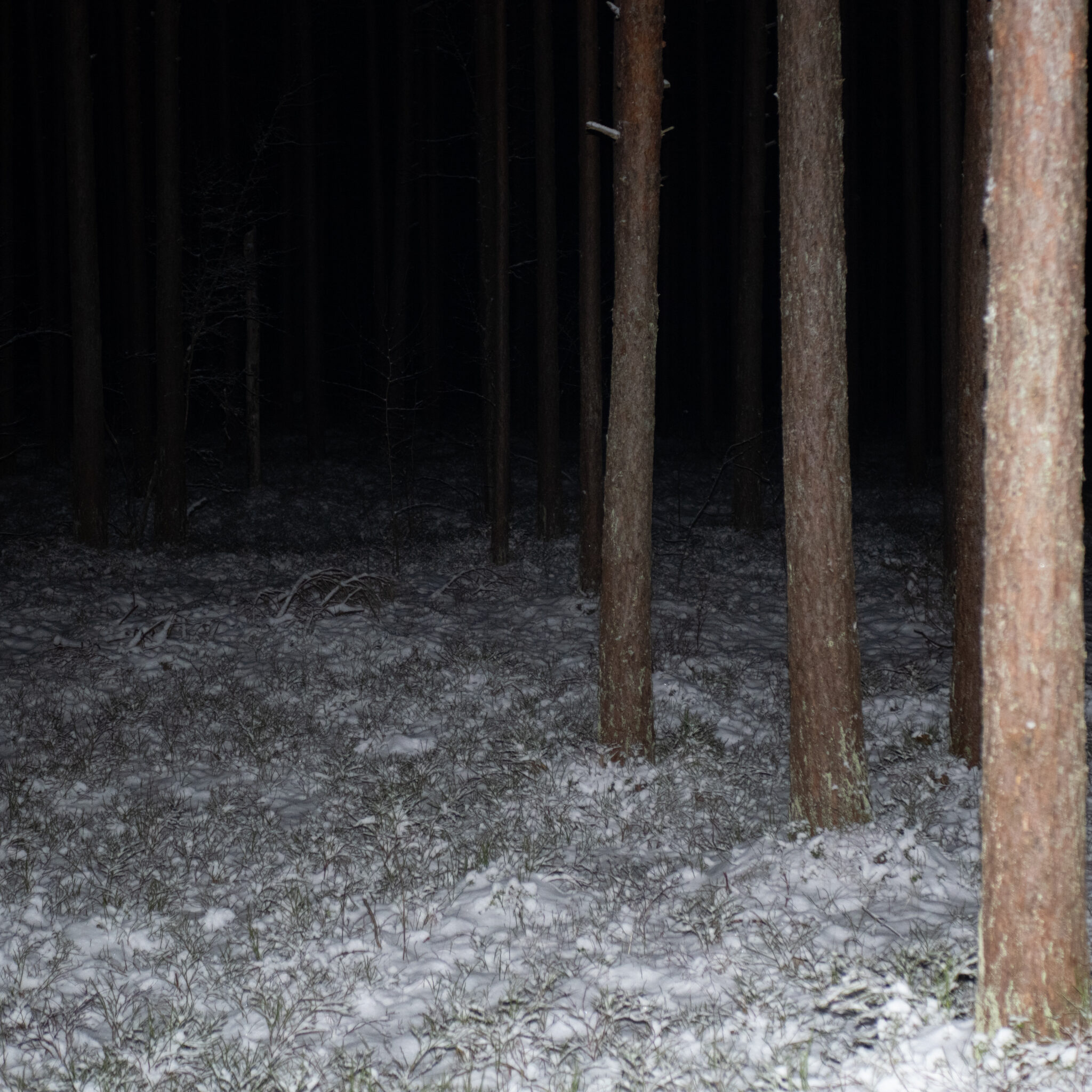 Lumi katab metsapõrandat, kõrged puud ja hõre rohi ümberringi.