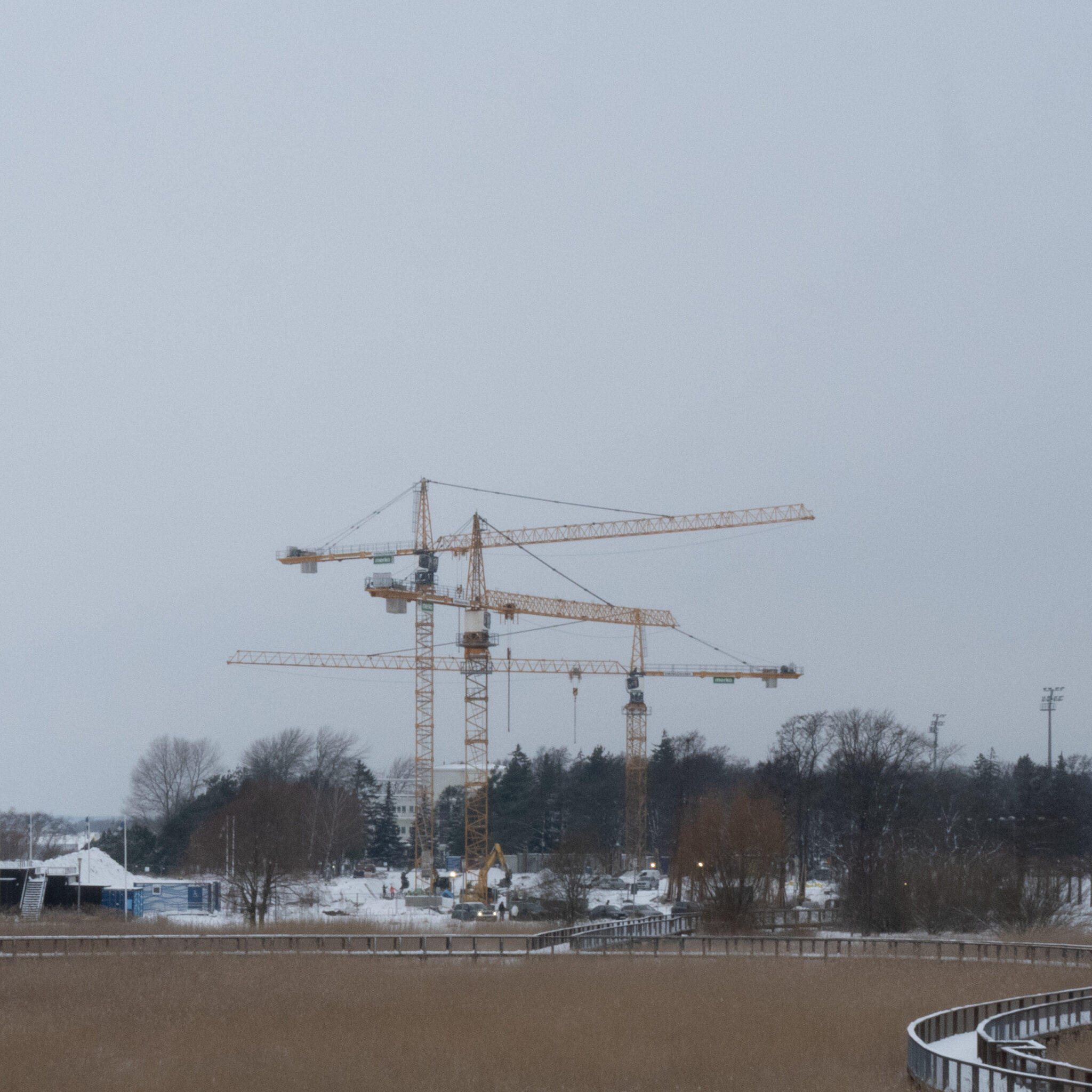 Kolm kraanat lumisel maastikul.