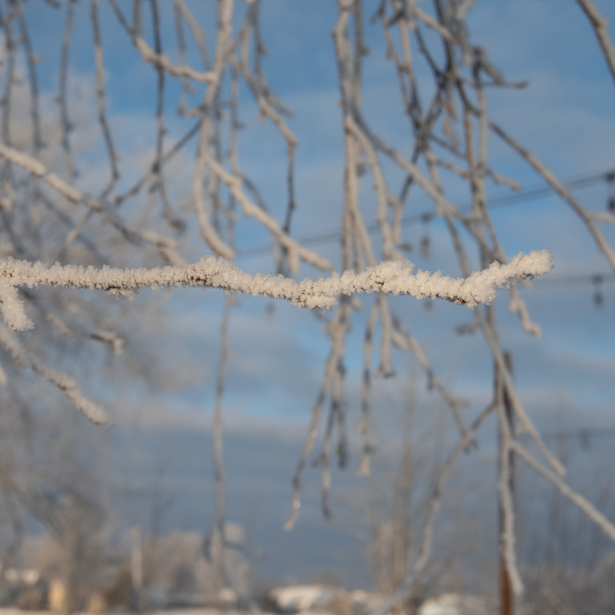 Jäätunud oksad sinise taeva taustal.