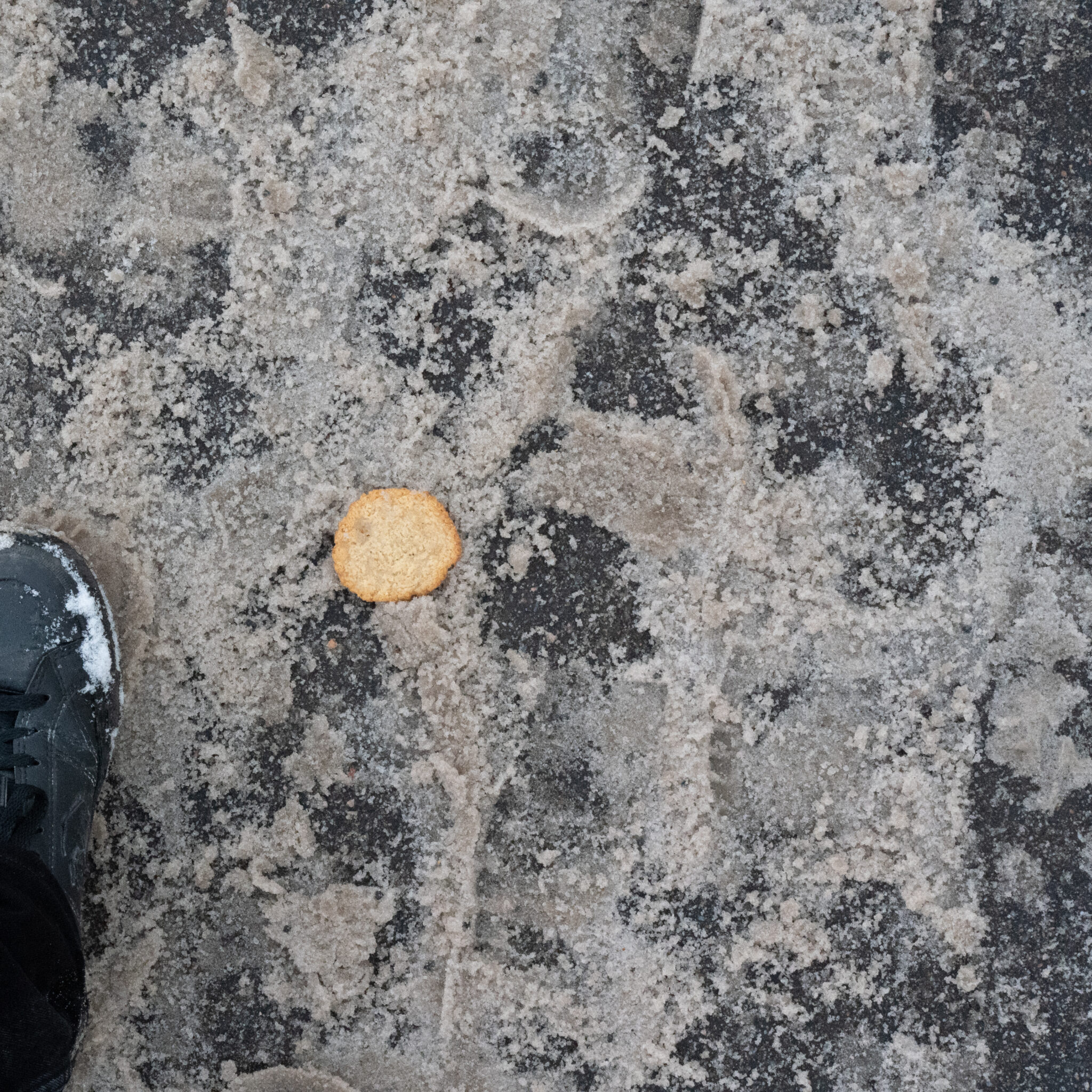 Üksik küpsis lumisel kõnniteel.