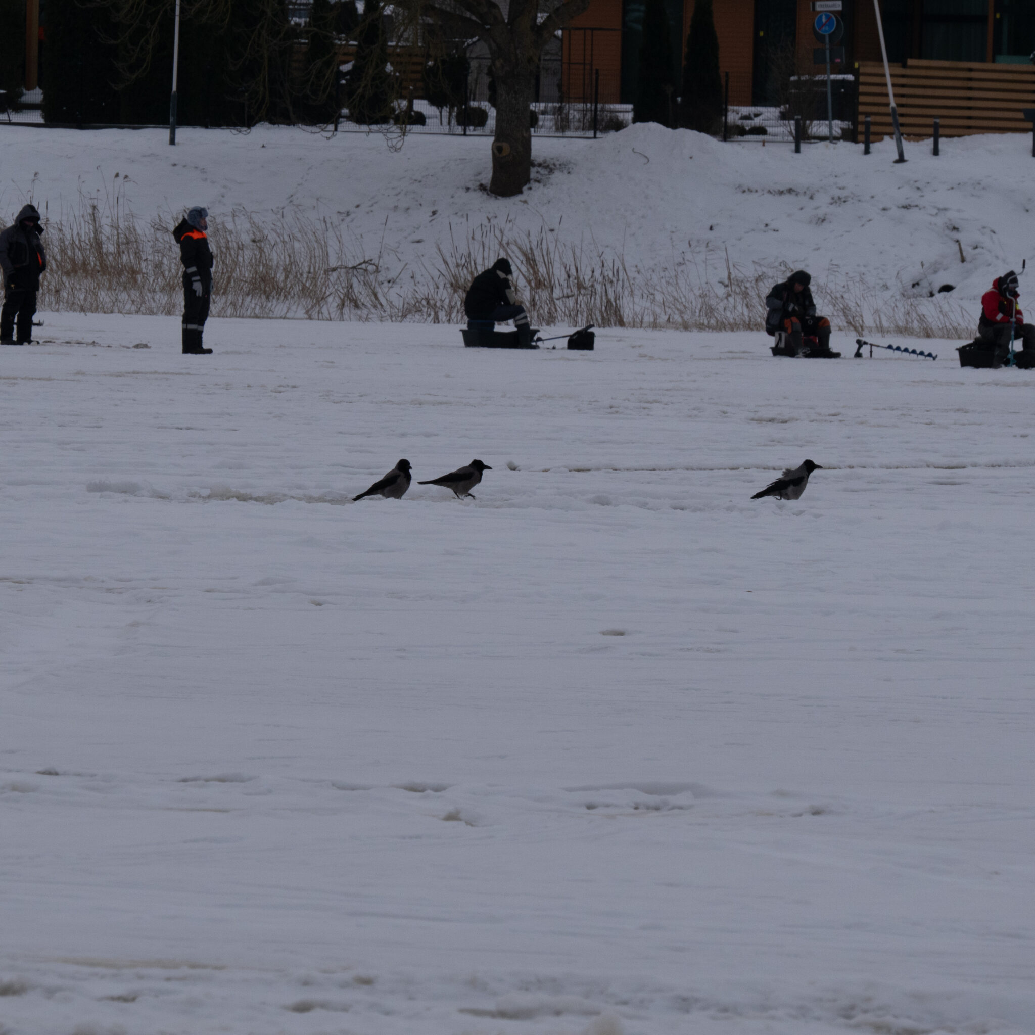 Varesed lumisel jääl, taustal kalastavad inimesed.