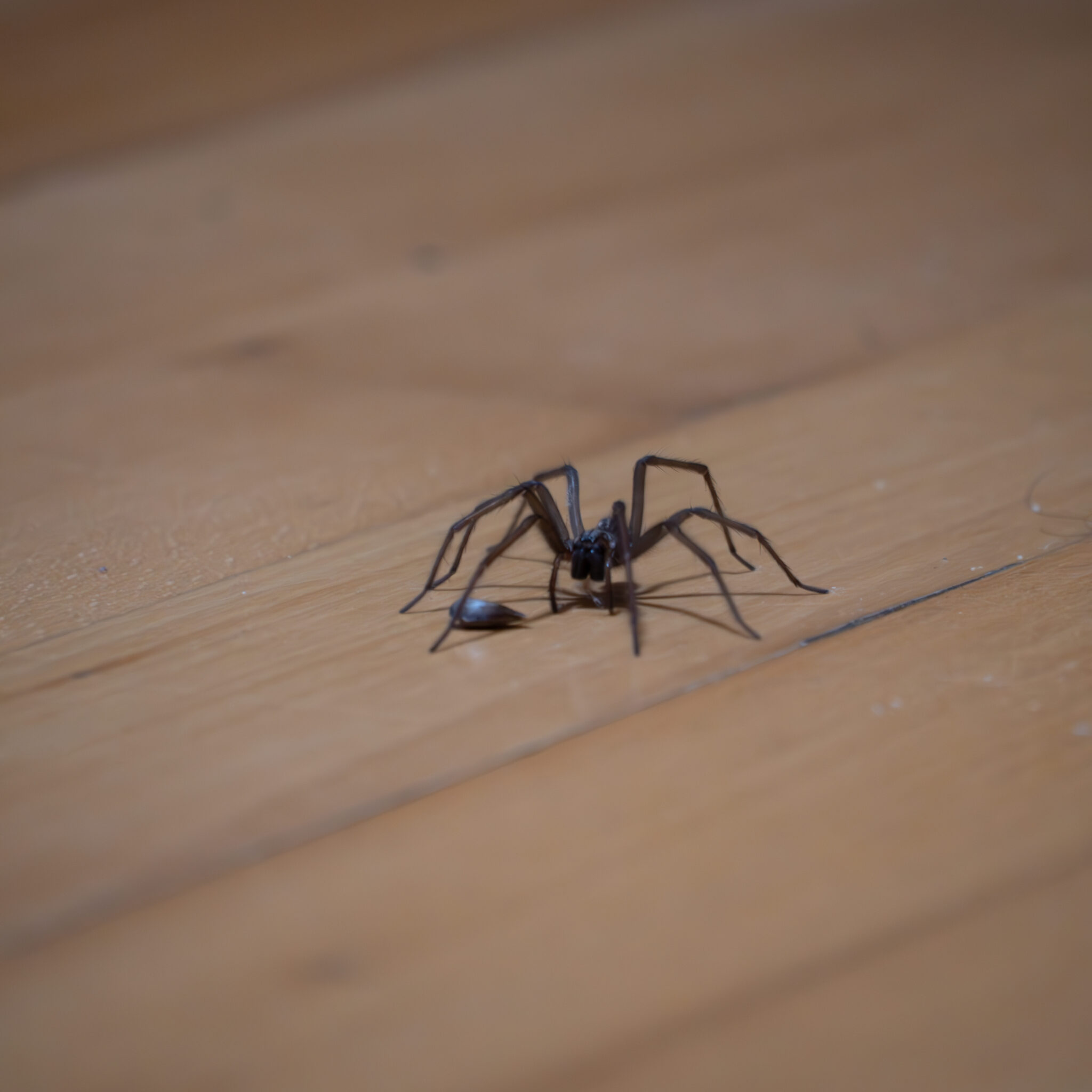 Ämblik puitpõrandal.