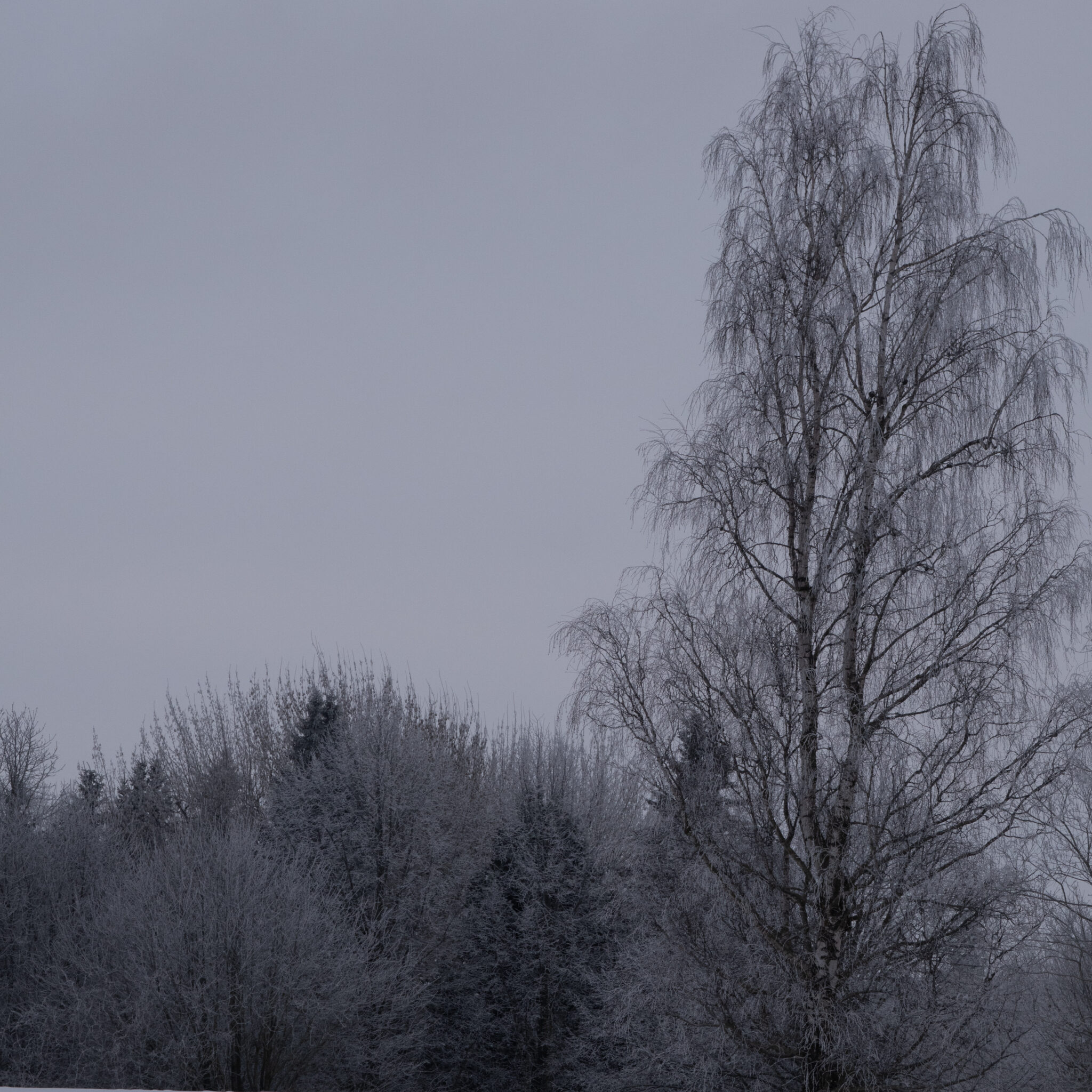 Härmatisega kaetud kask halli taeva taustal.