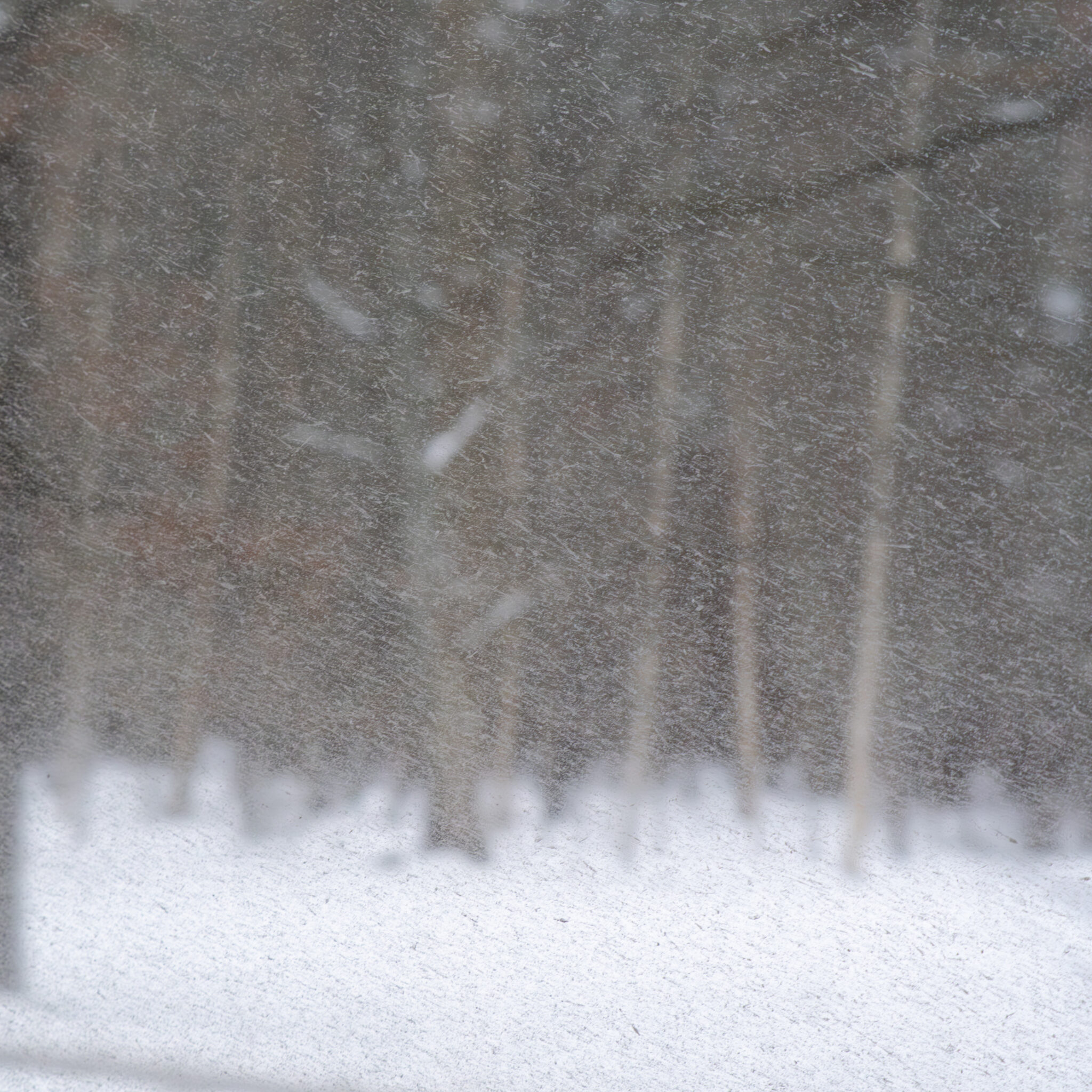 Lumine metsavaade puude ja langeva lumega.