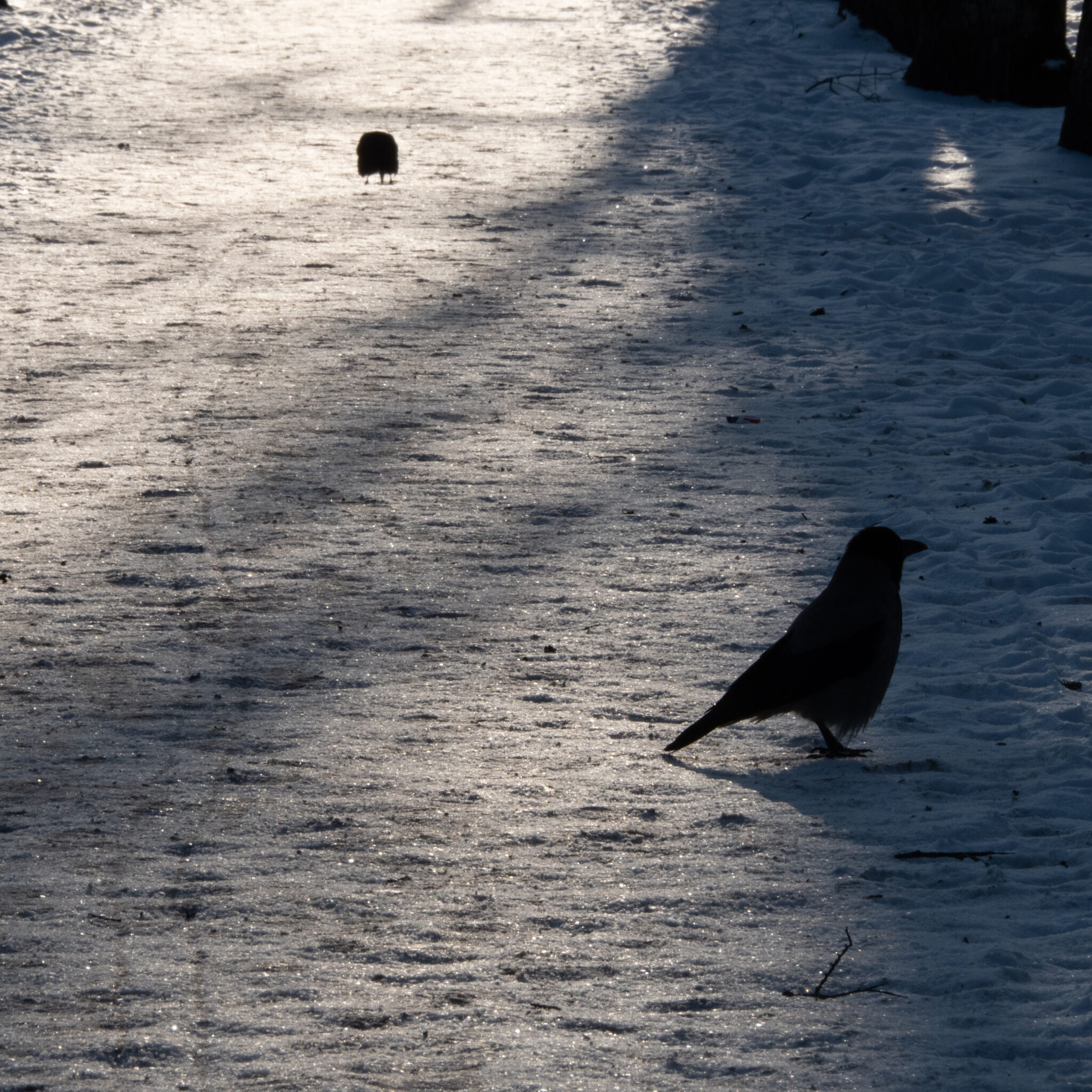 Kaks linnu siluetti lumisel maapinnal.