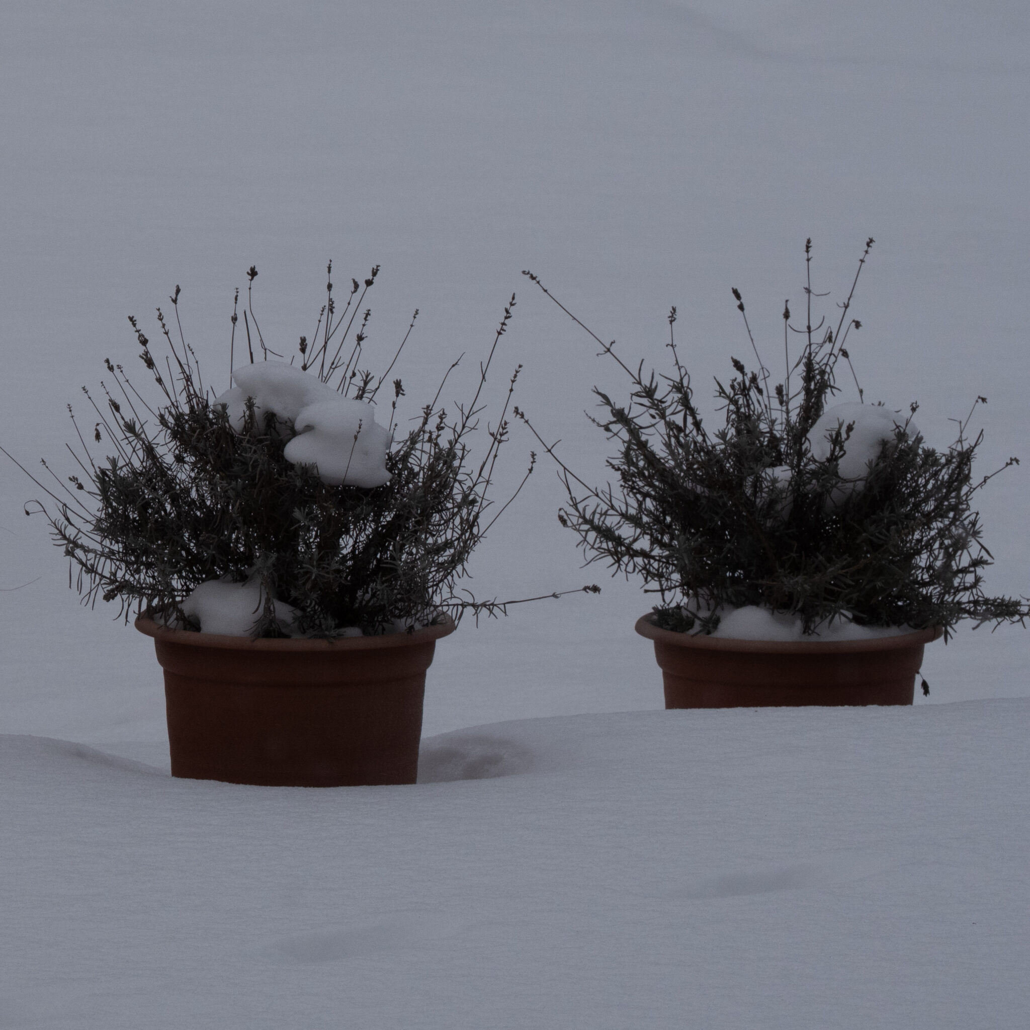 Kaks lillepotti lumes, ühel lumi peal.