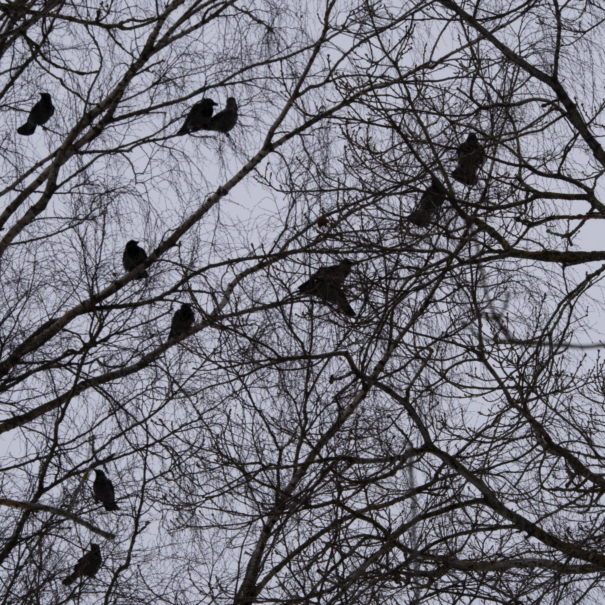 Varesed raagus okstel.