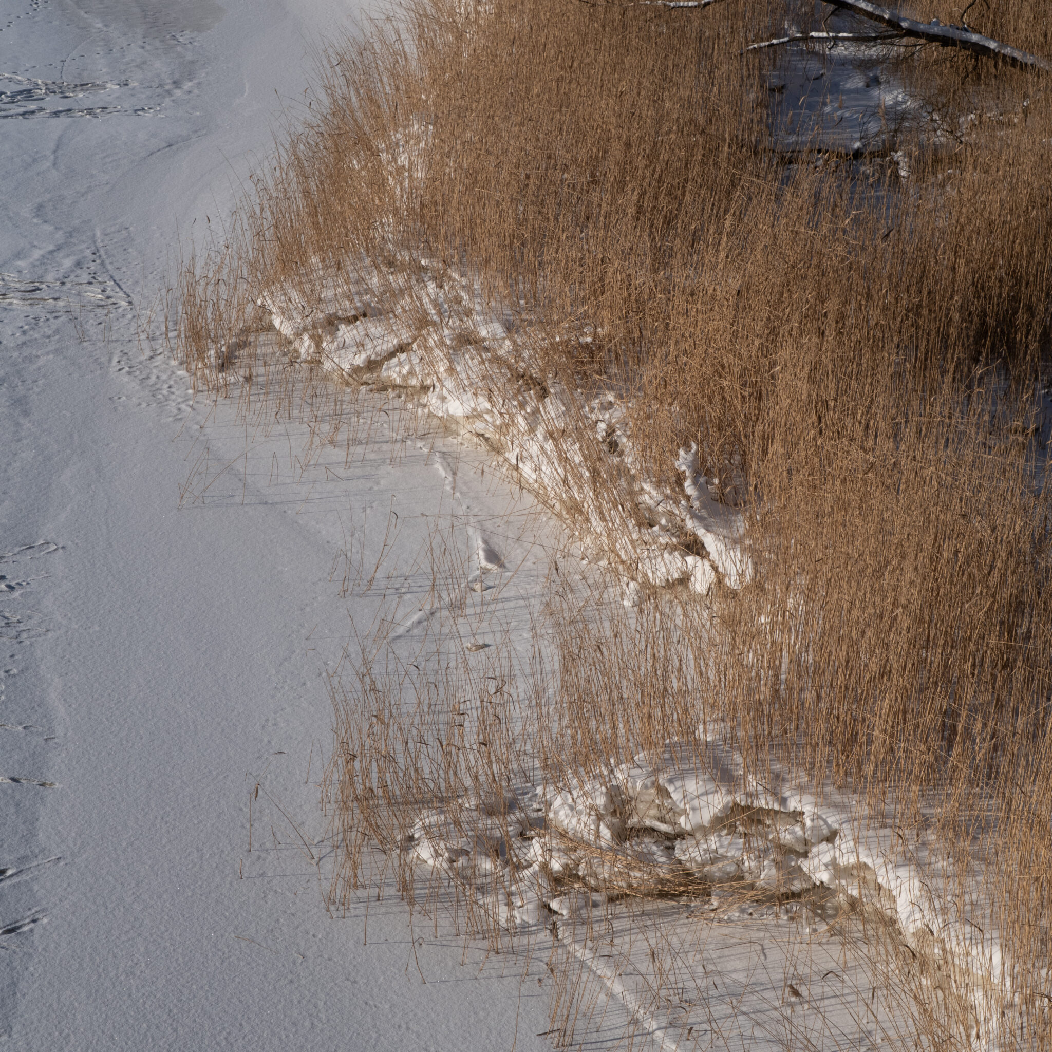 Talvine maastik lume ja roostikuga.