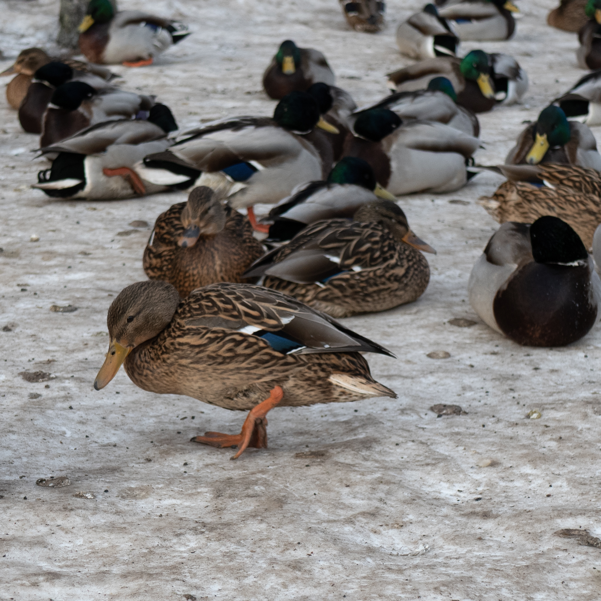 Pardikari puhkab lumisel maapinnal.