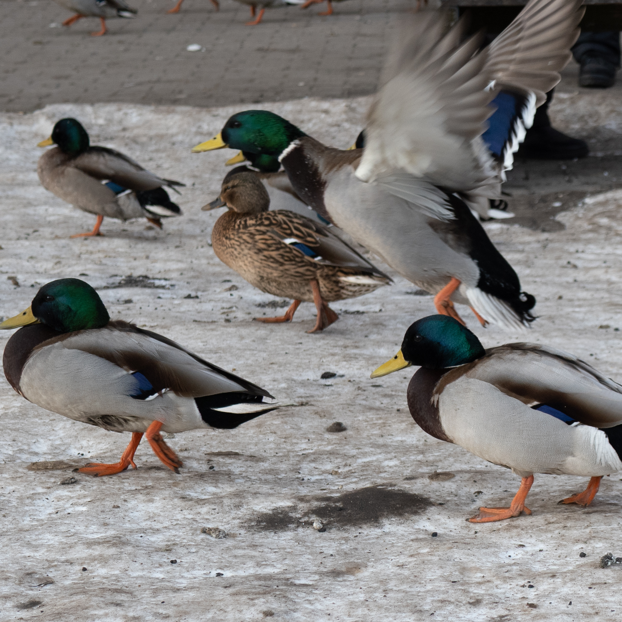 Pardikari lumisel maapinnal.